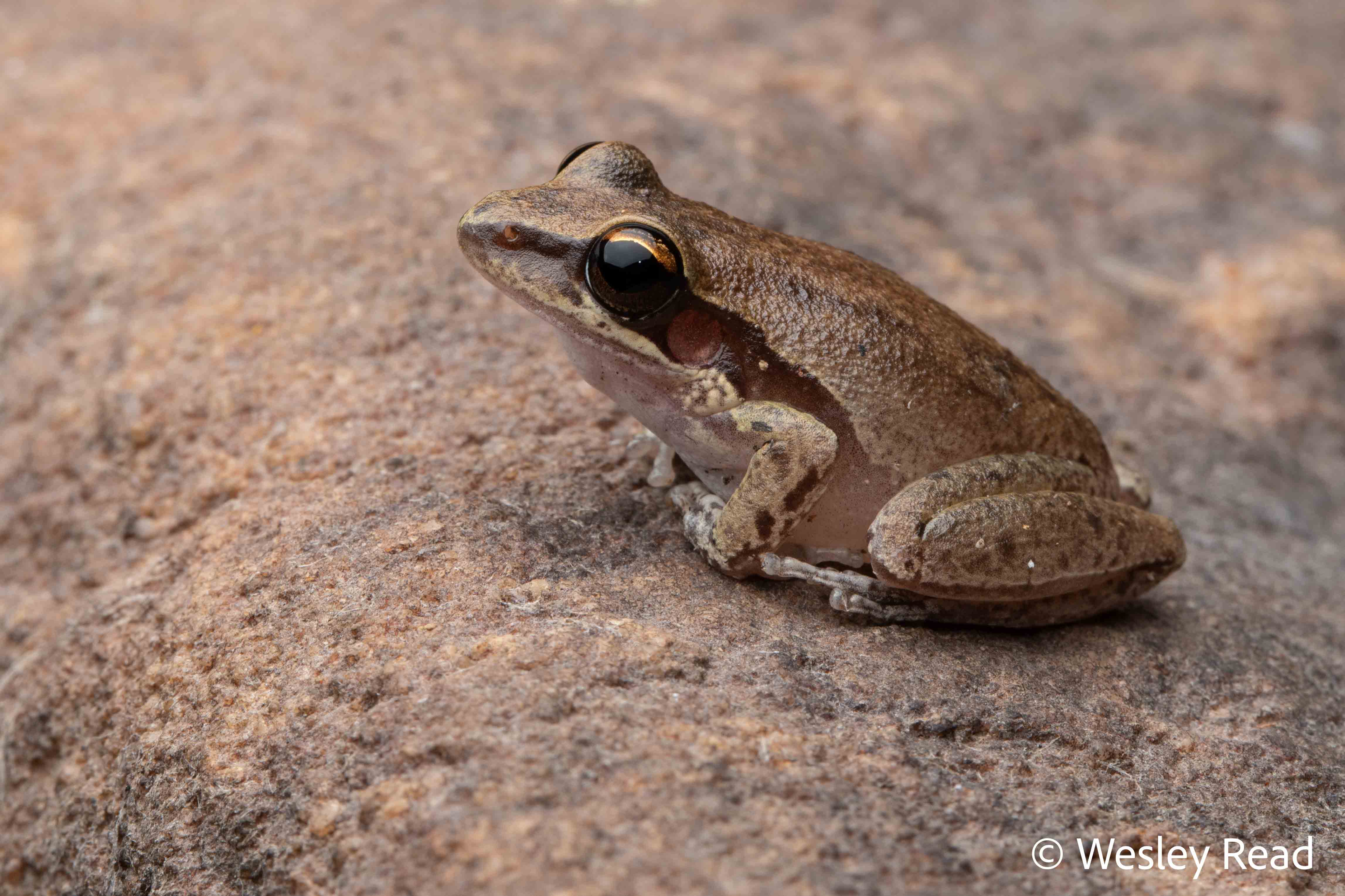 Litoria personata