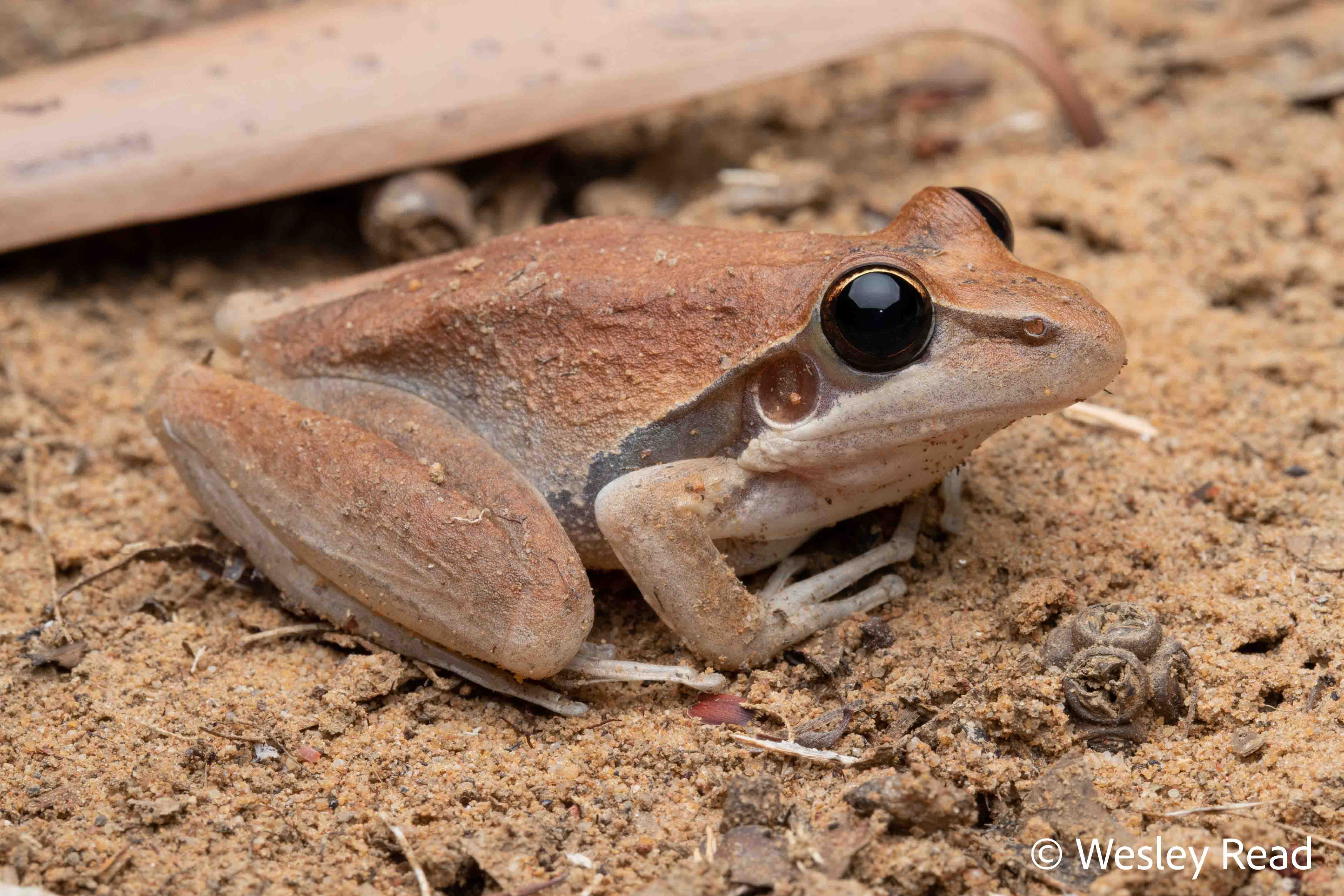 Litoria spaldingi