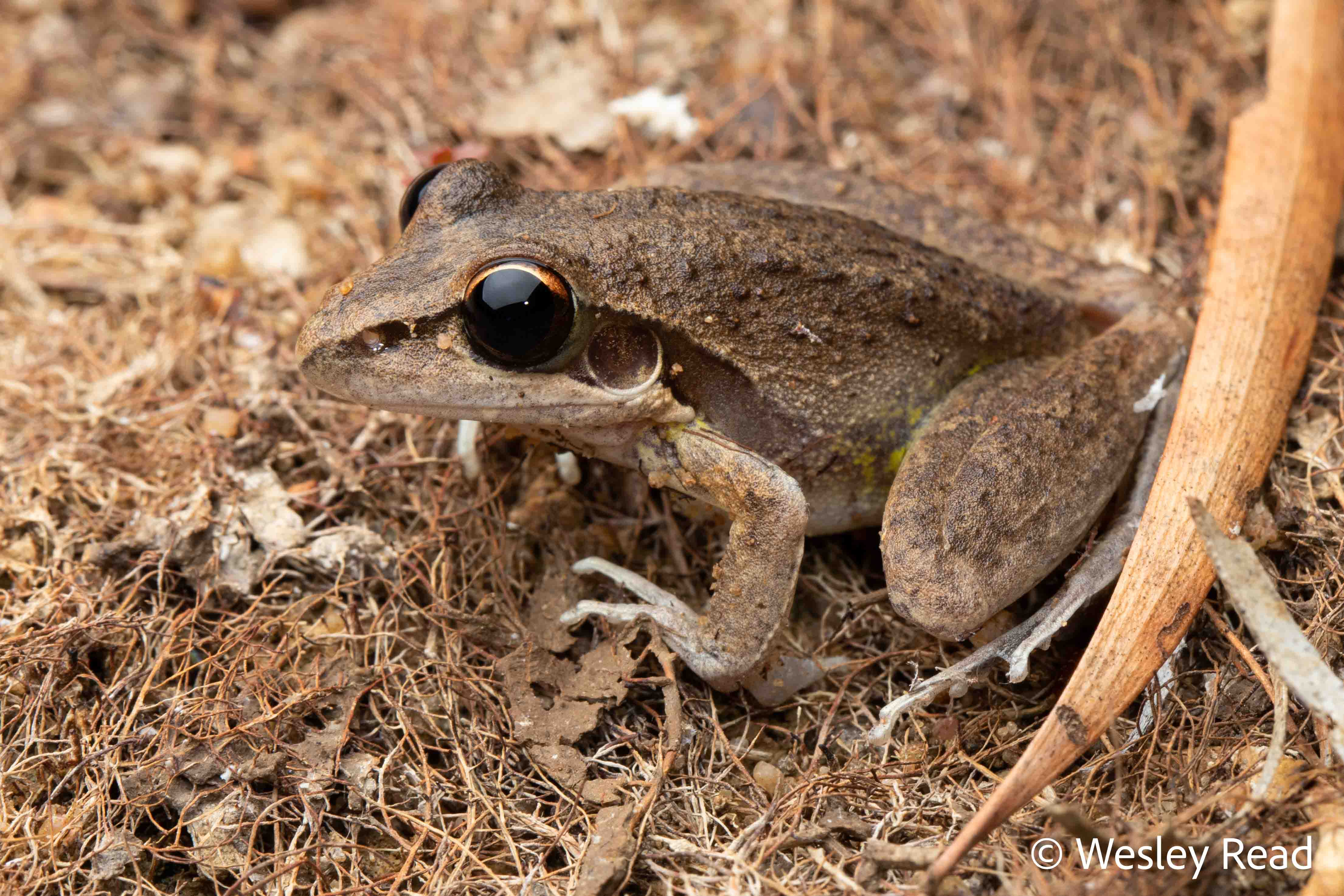 Litoria spaldingi
