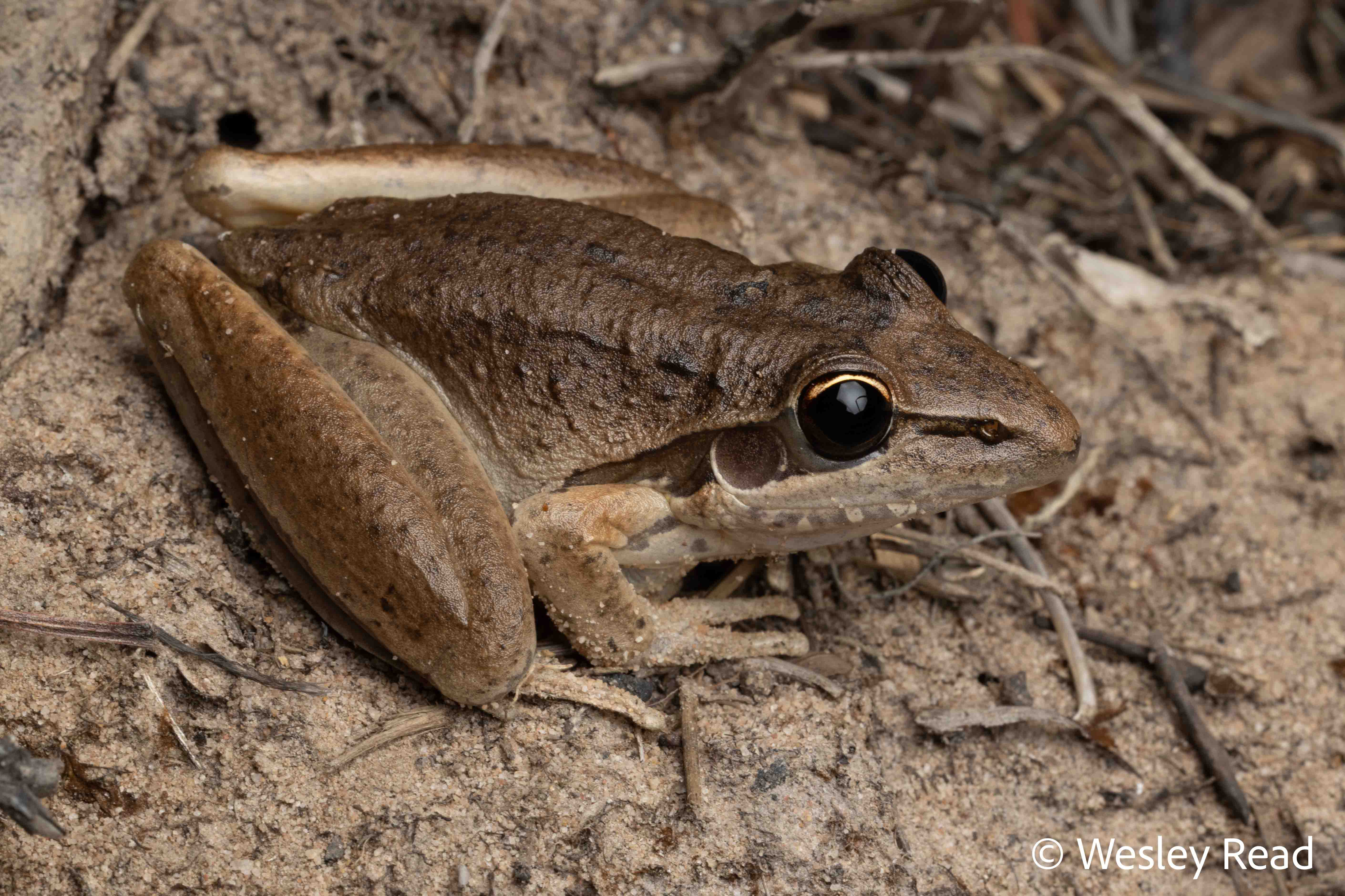 Litoria watjulumensis