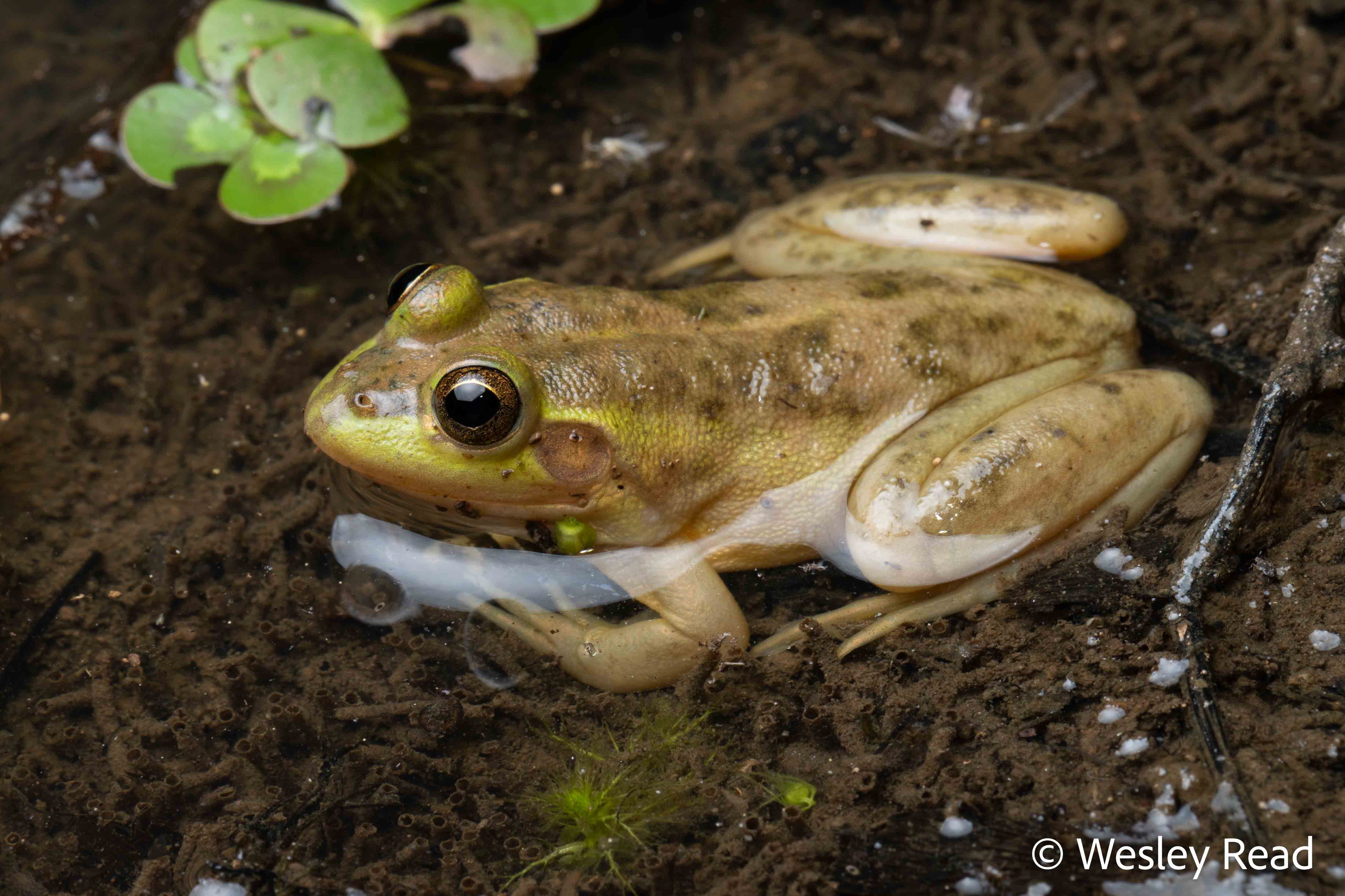 Megatestis dahlii