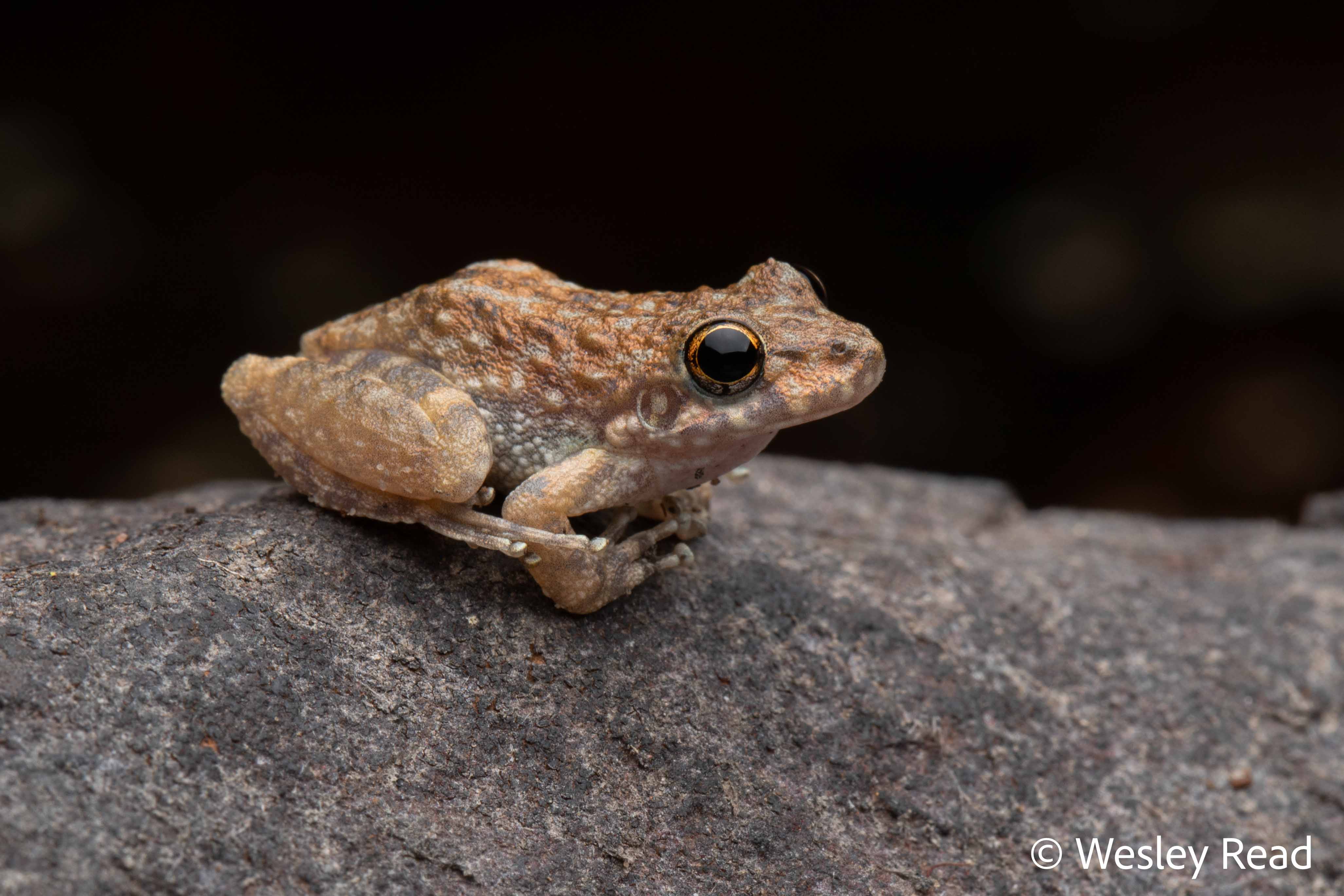 Mahonabatrachus meirianus