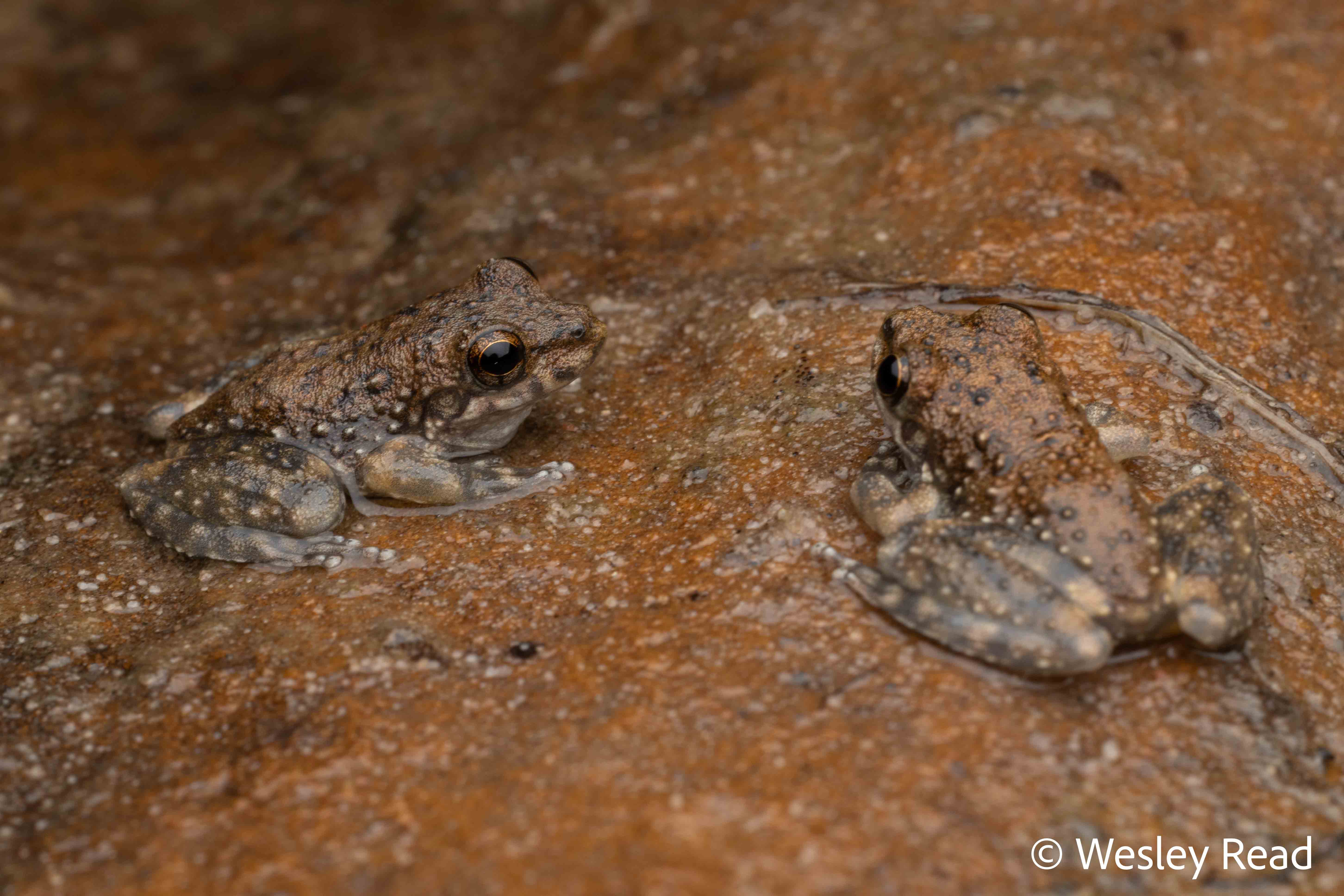 Mahonabatrachus meirianus