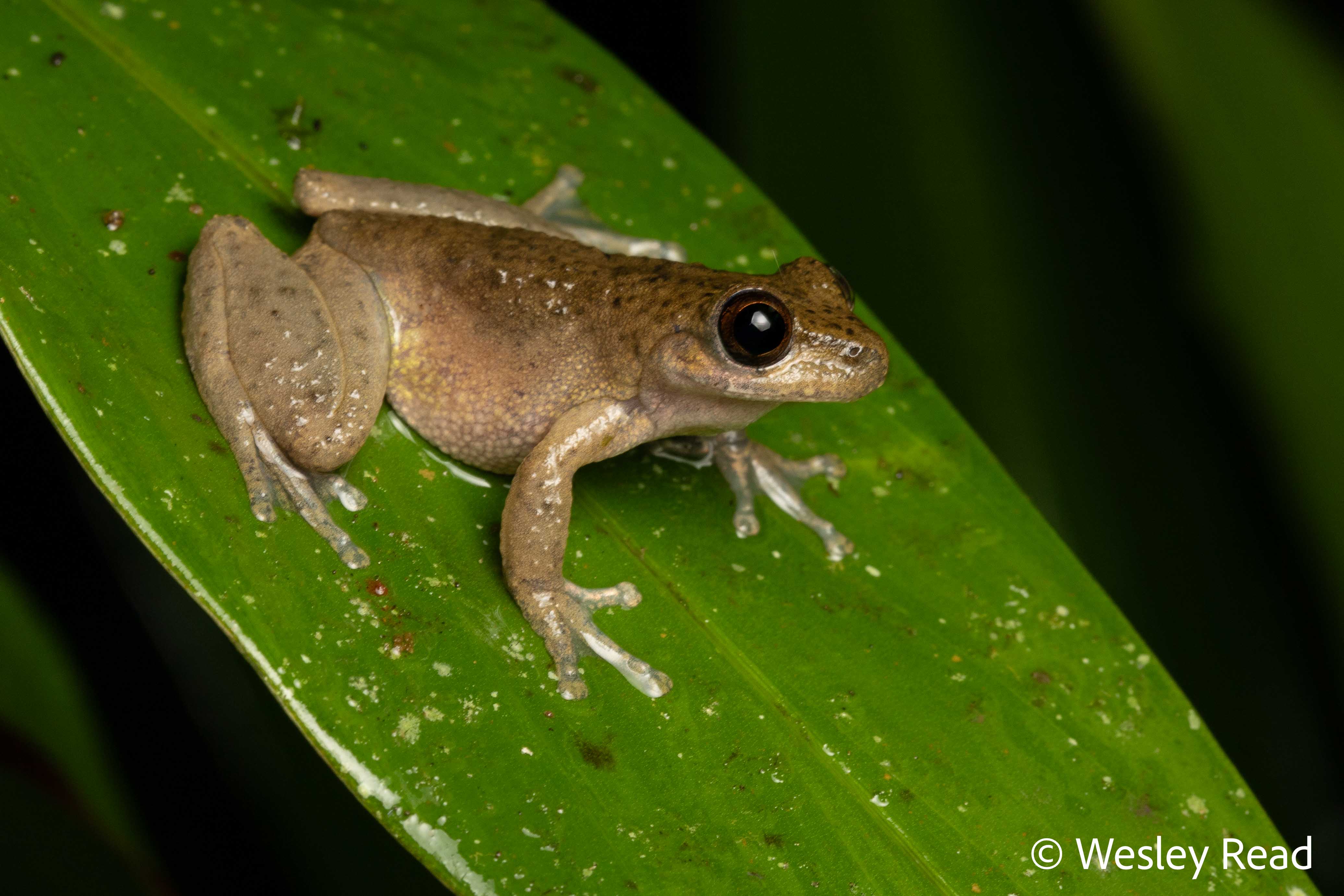 Mosleyia rheocola