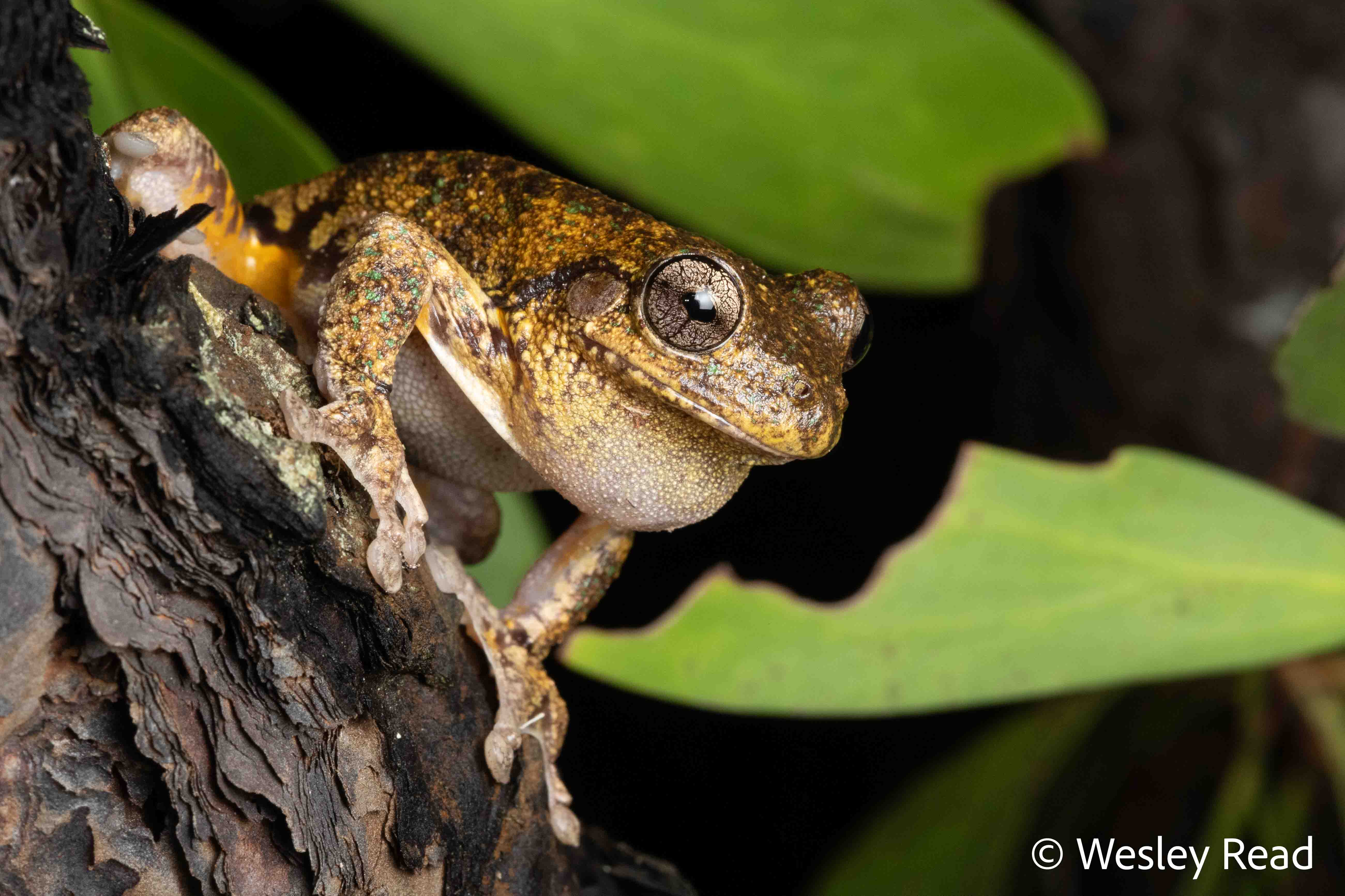 Pengilleyia peronii
