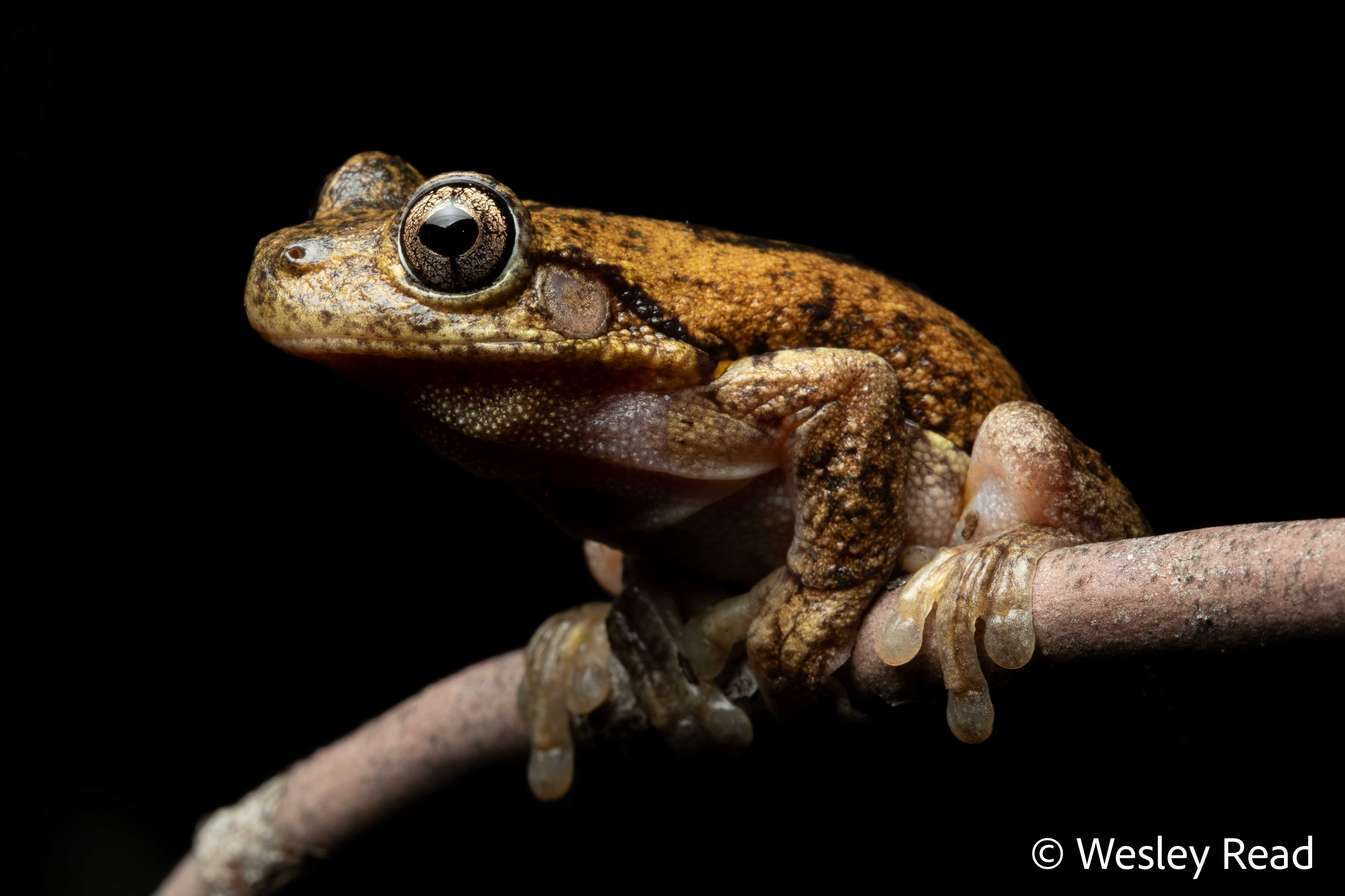 Pengilleyia peronii