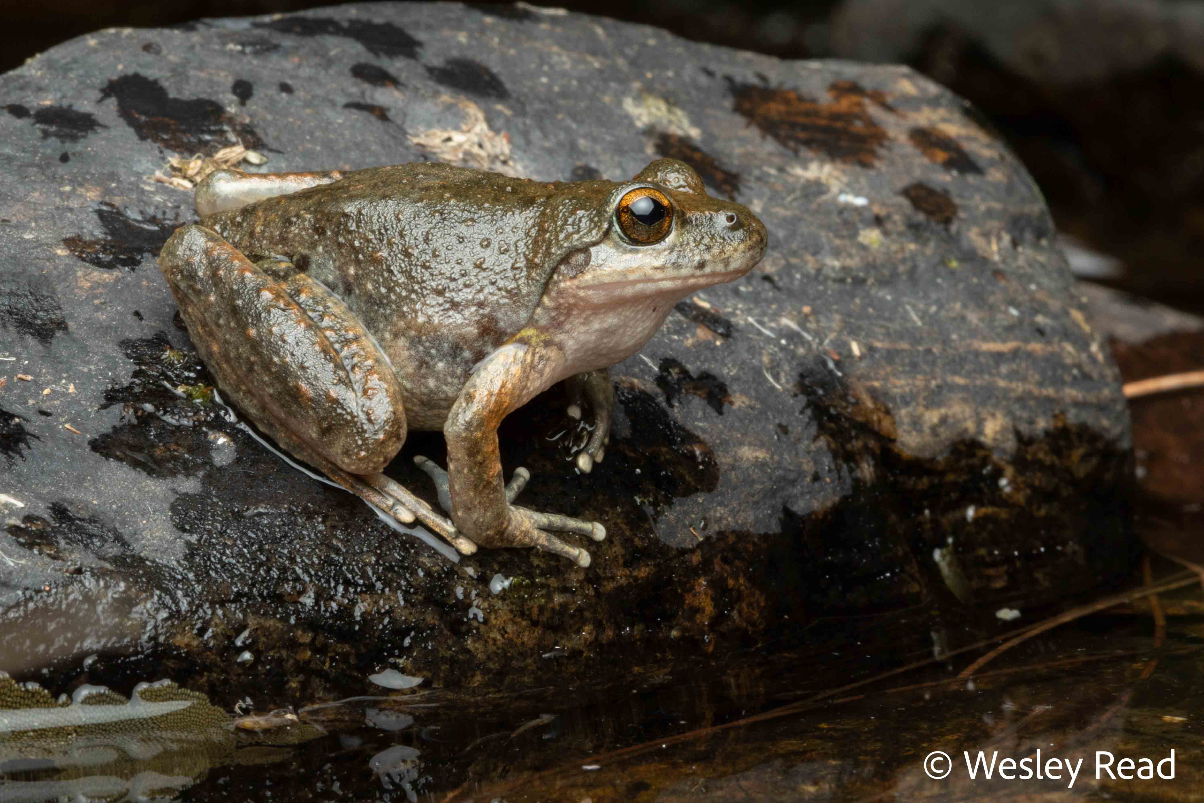Rhyaconastes booroolongensis