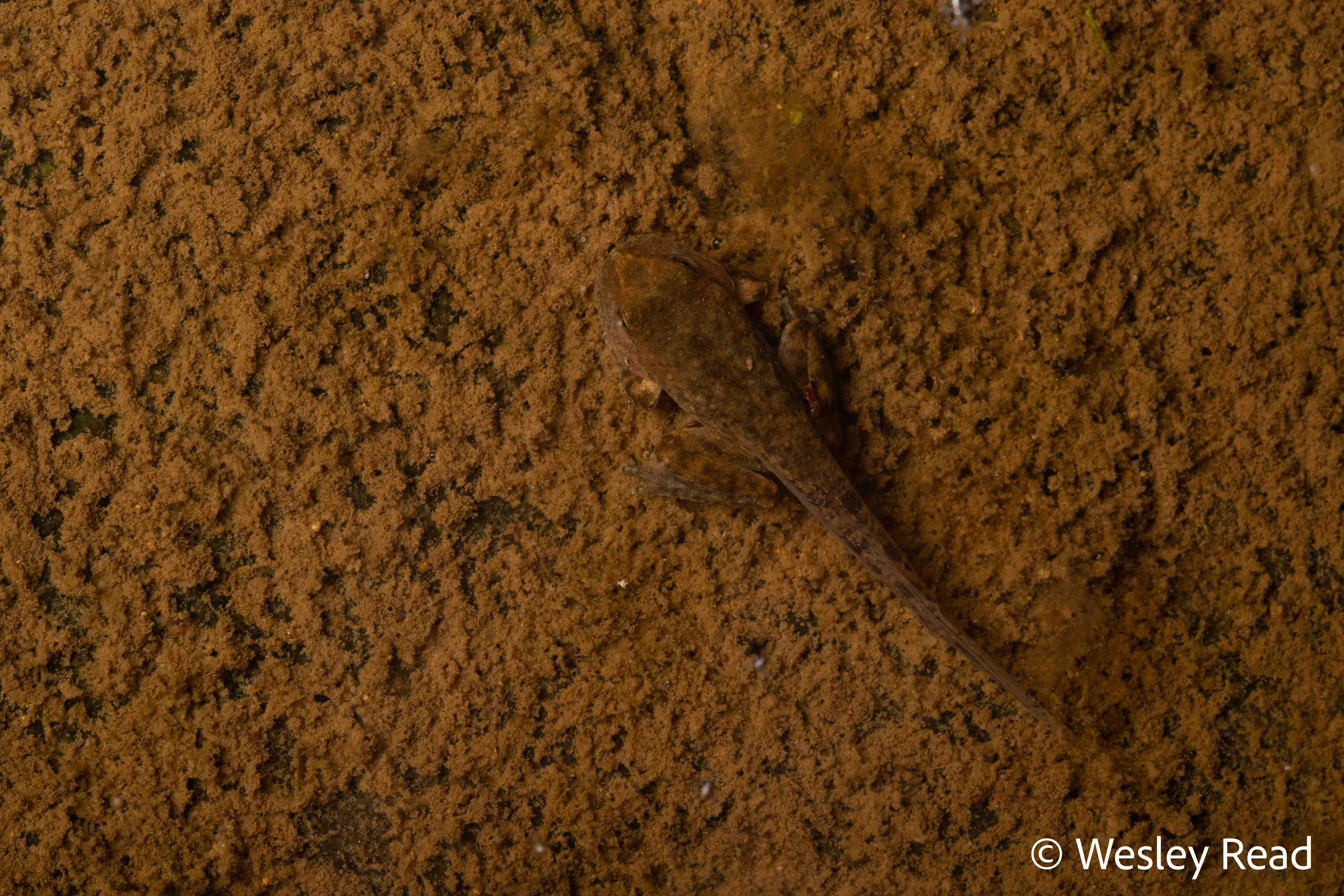 Rhyaconastes booroolongensis
