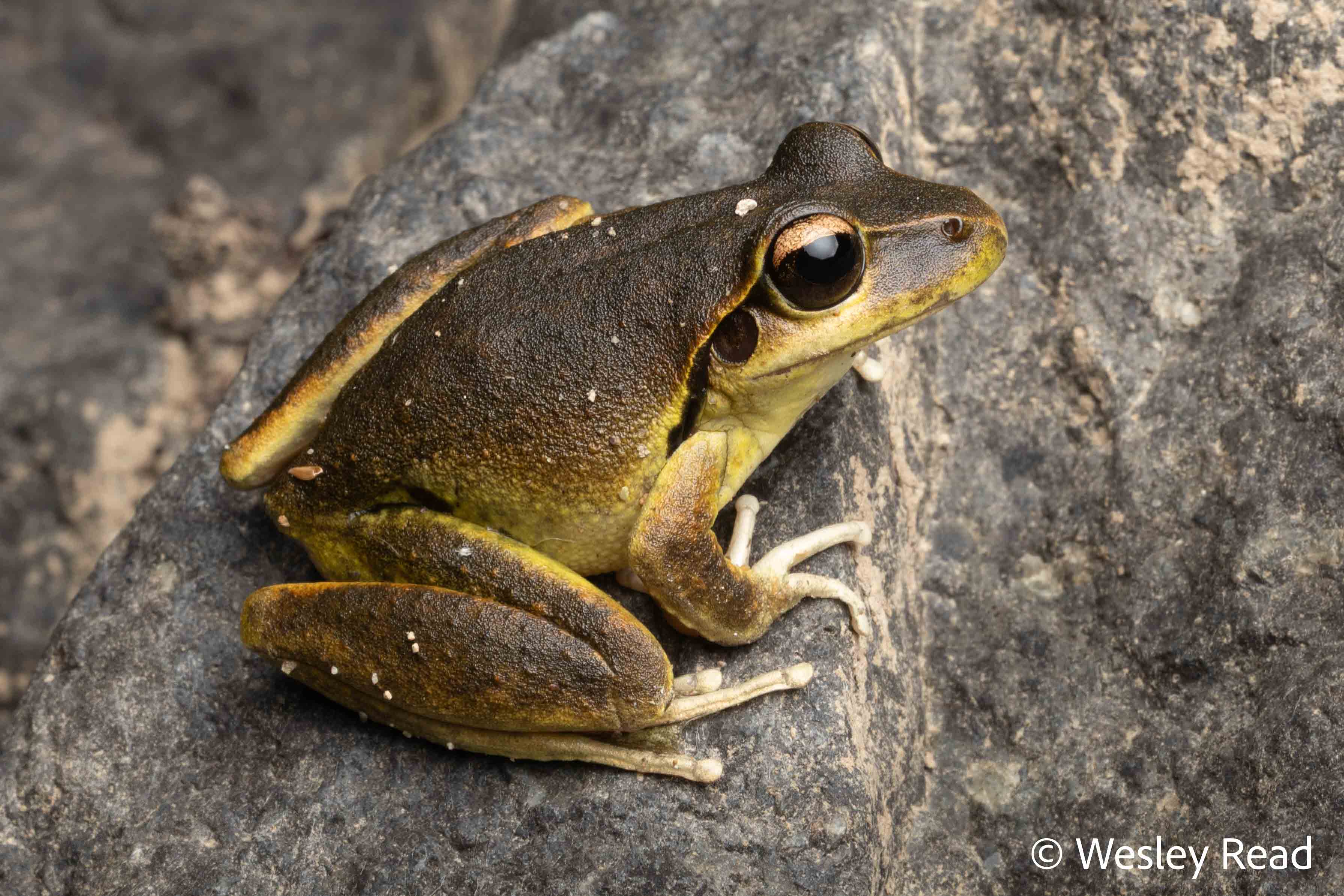 Rhyaconastes lesueuri