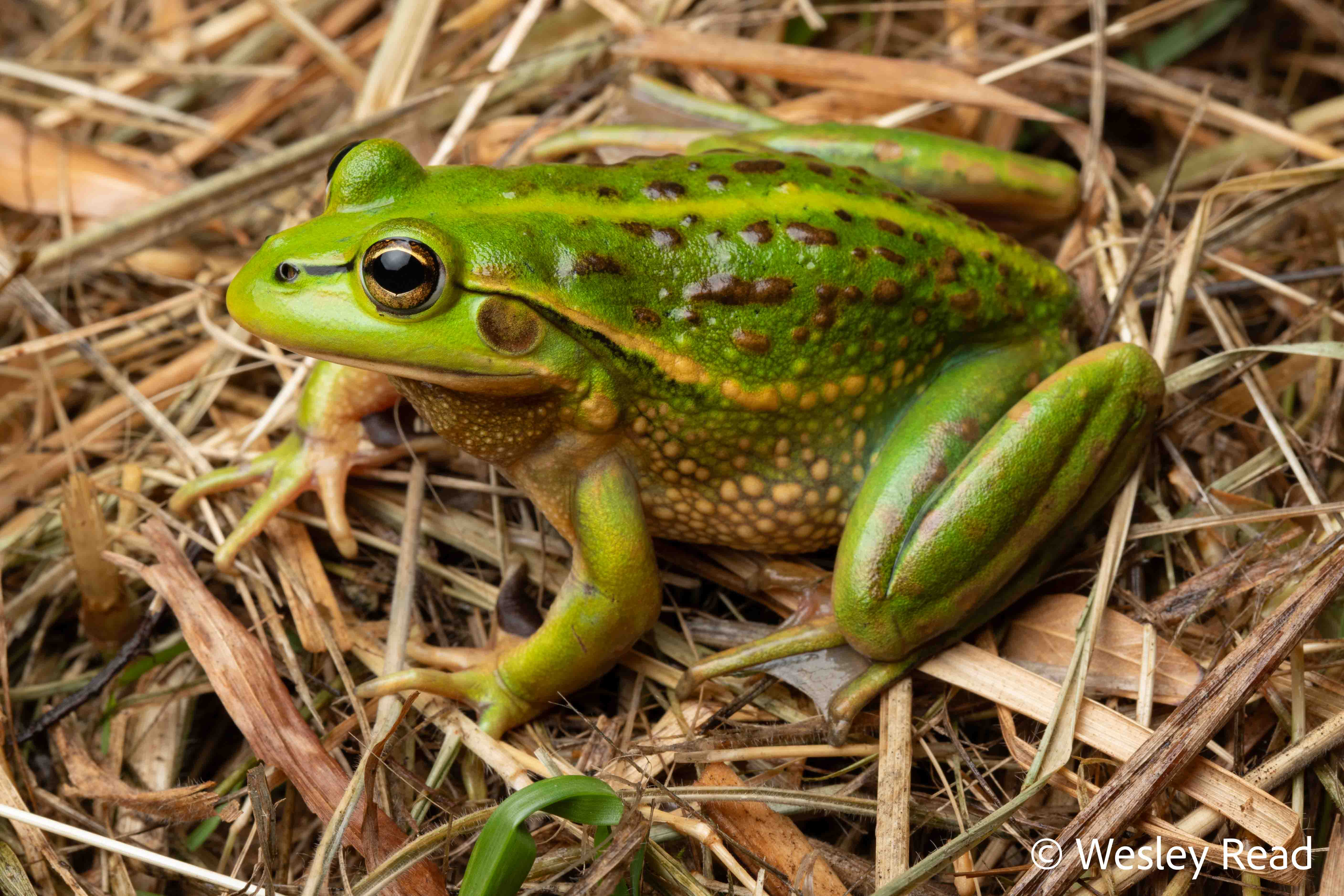 Ranoidea raniformis