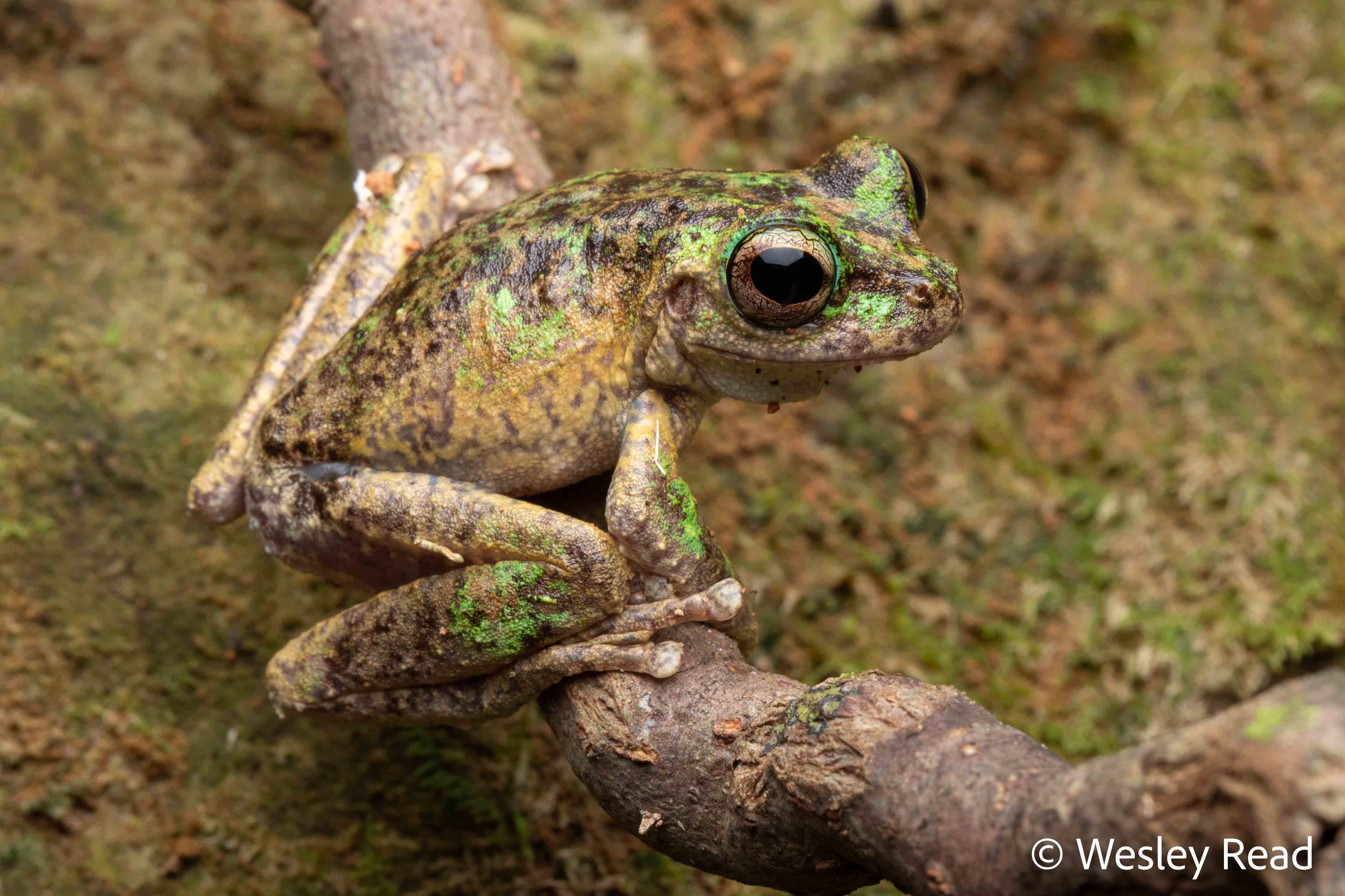 Spicicalyx serrata