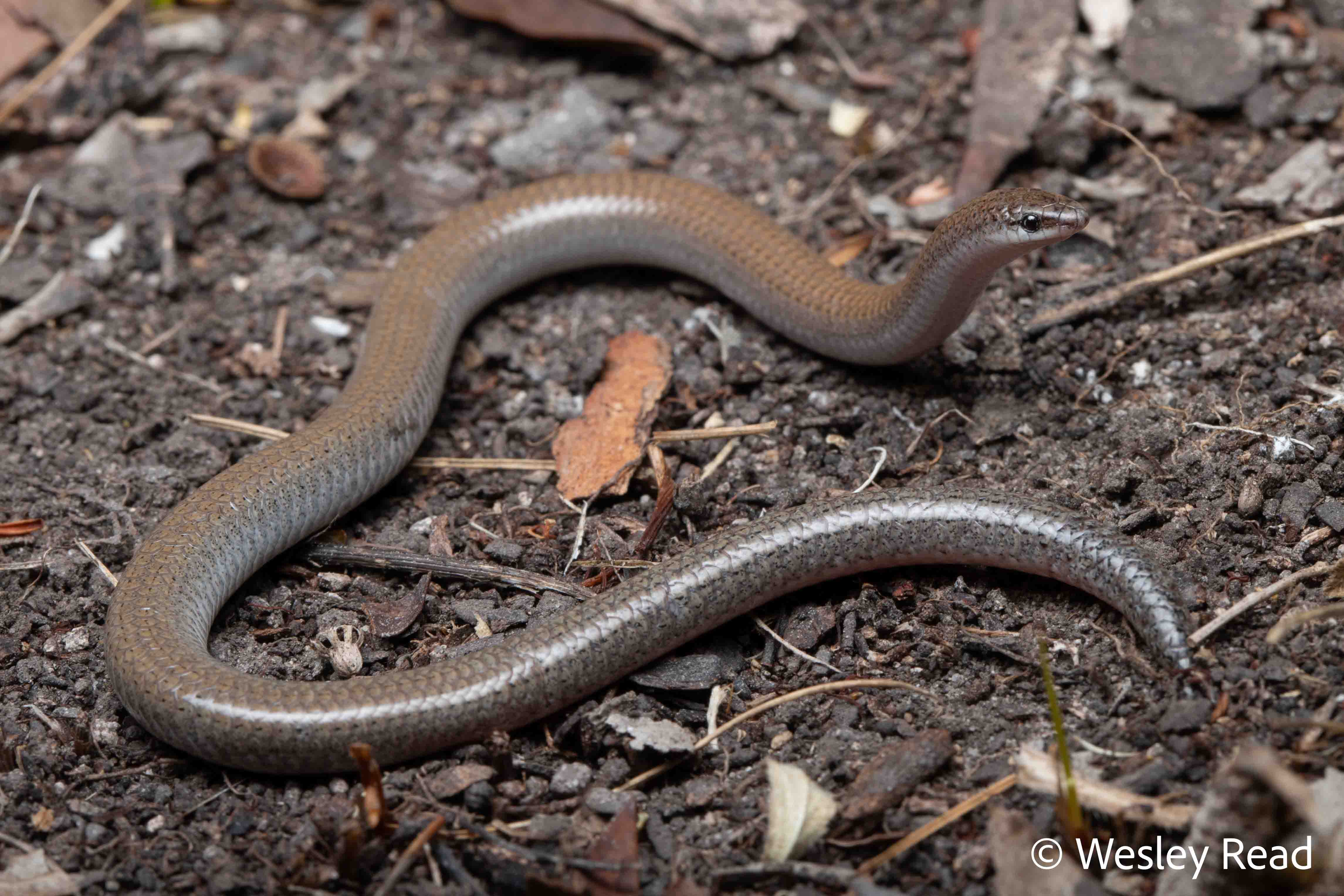 Aprasia aurita