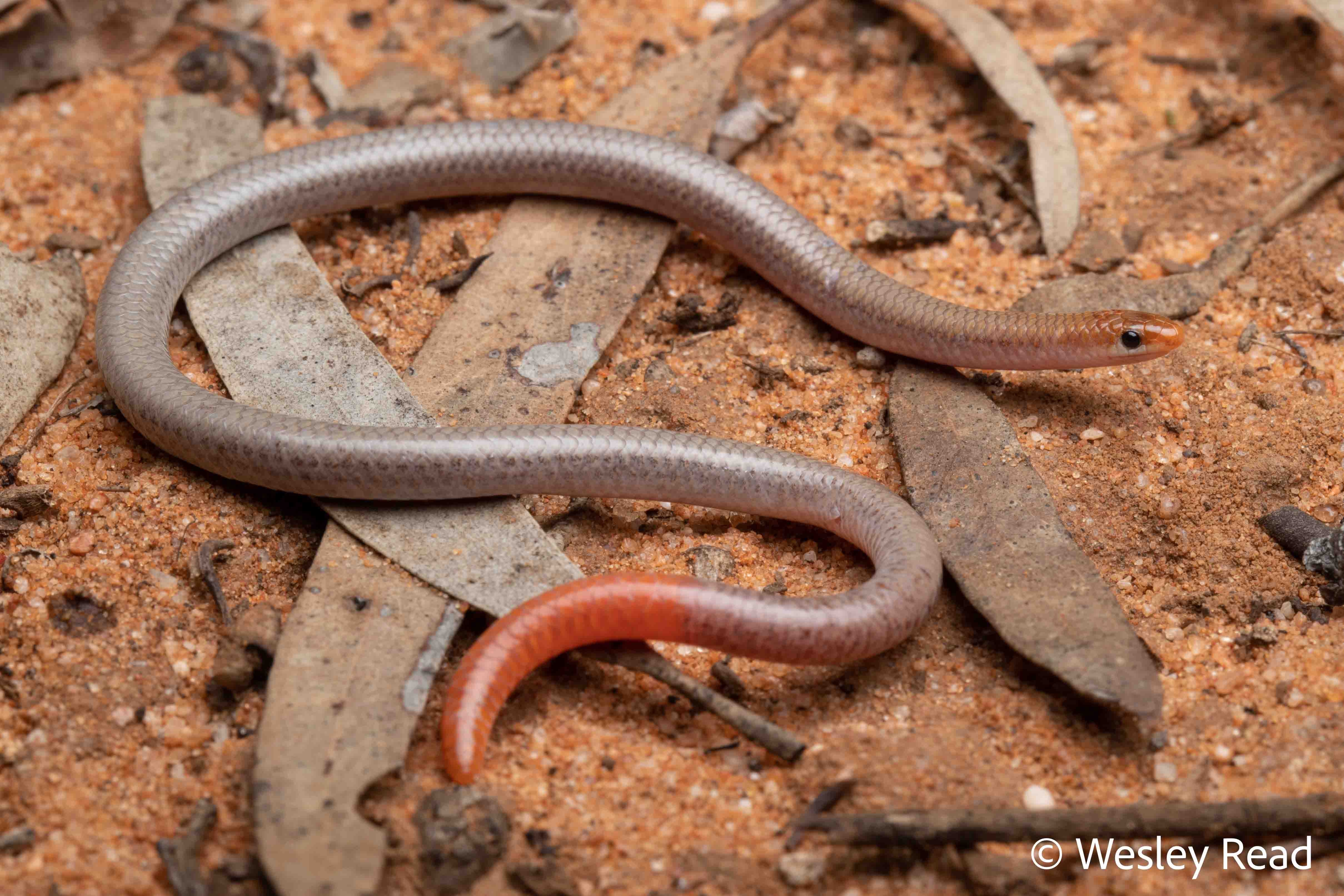 Aprasia inaurita