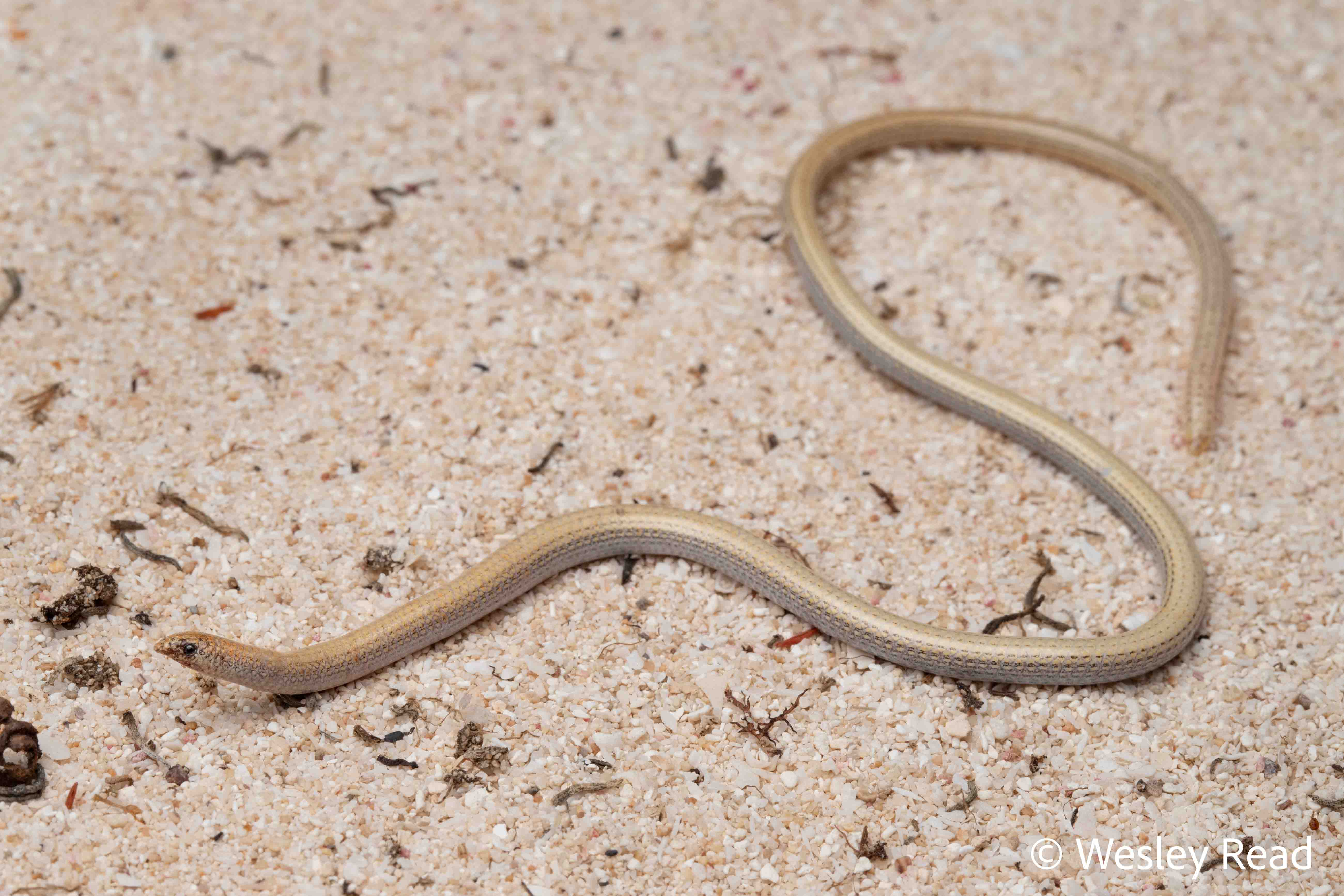 Aprasia rostrata