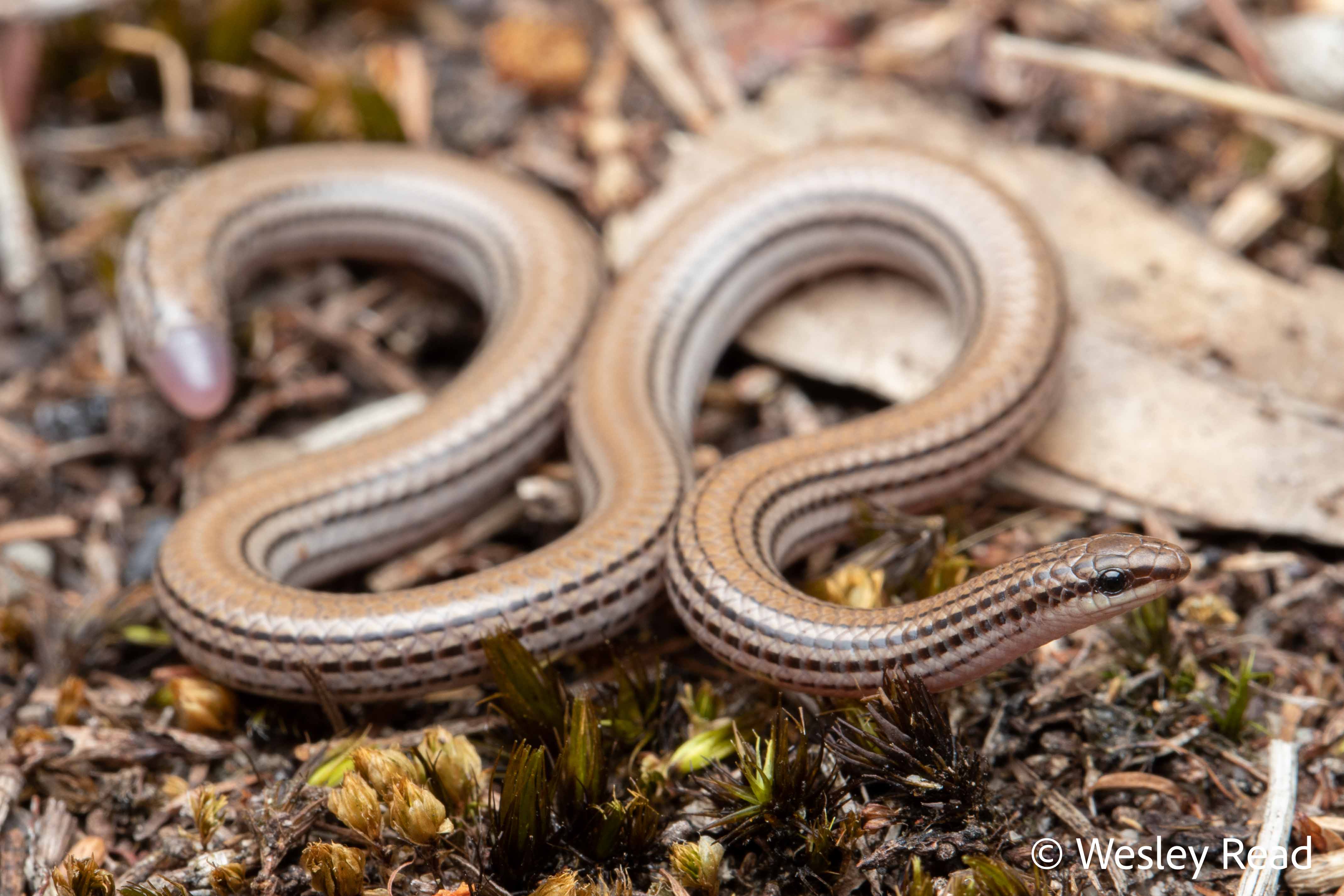 Aprasia striolata