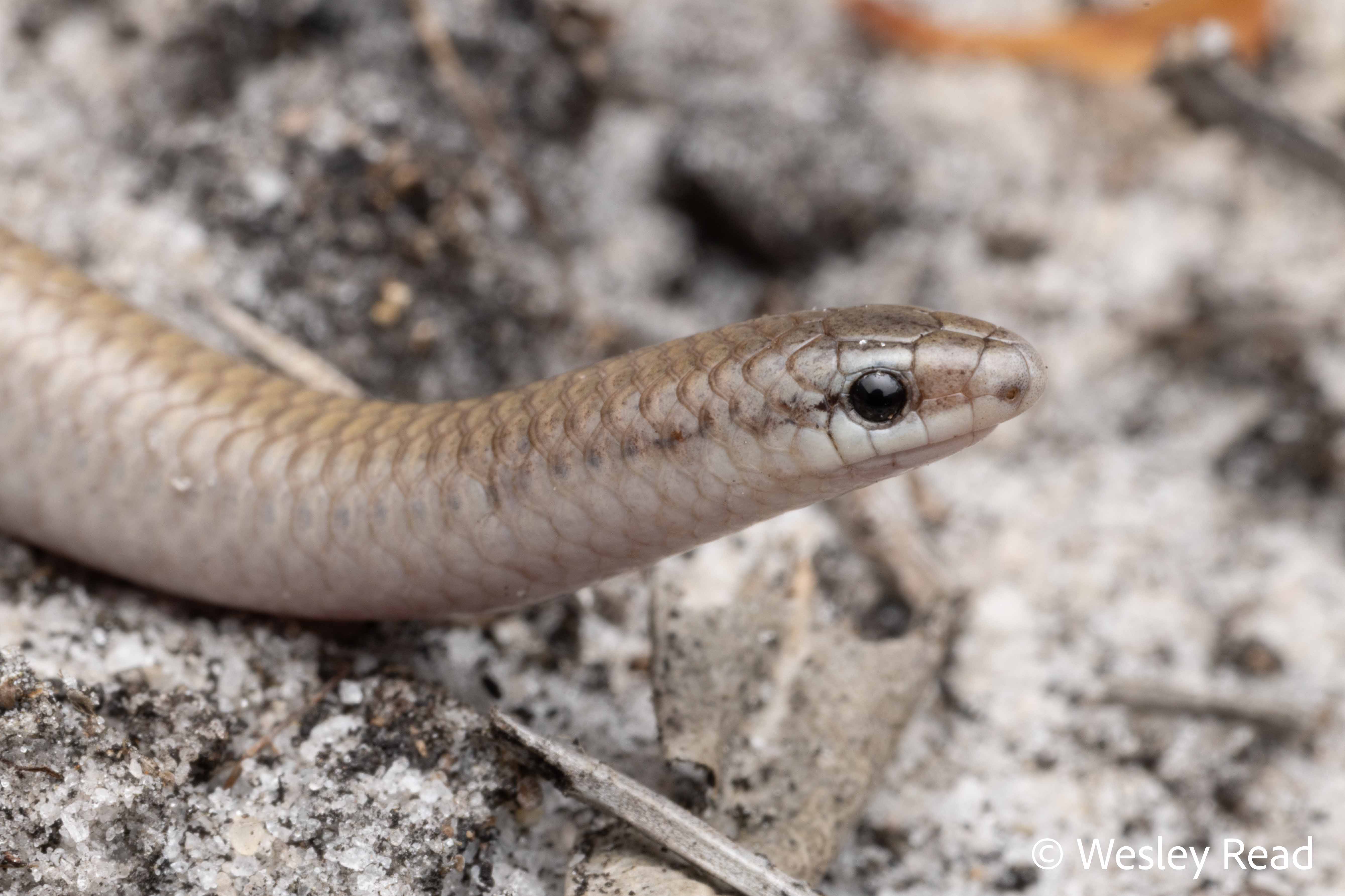 Aprasia striolata