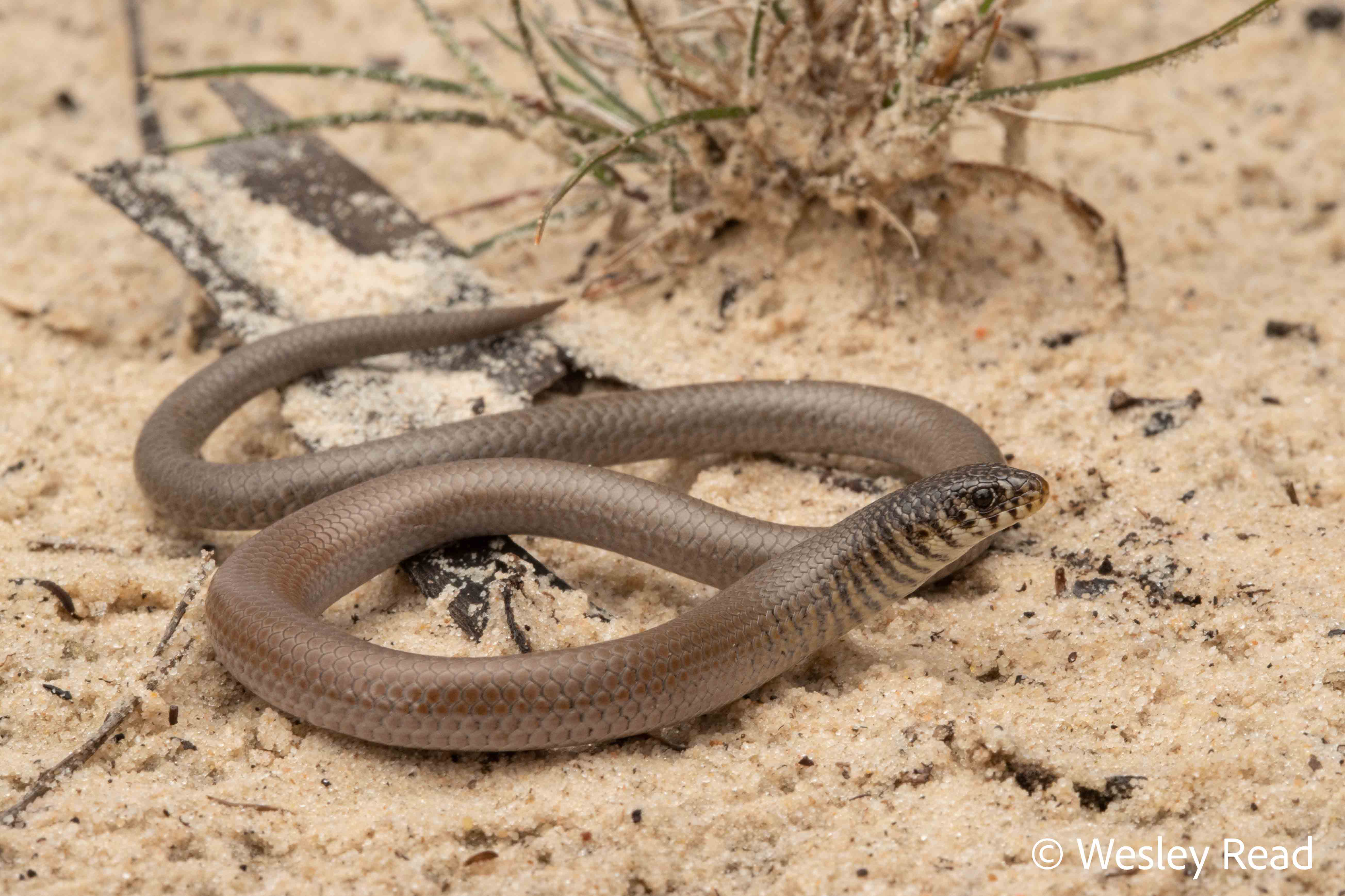 Delma australis