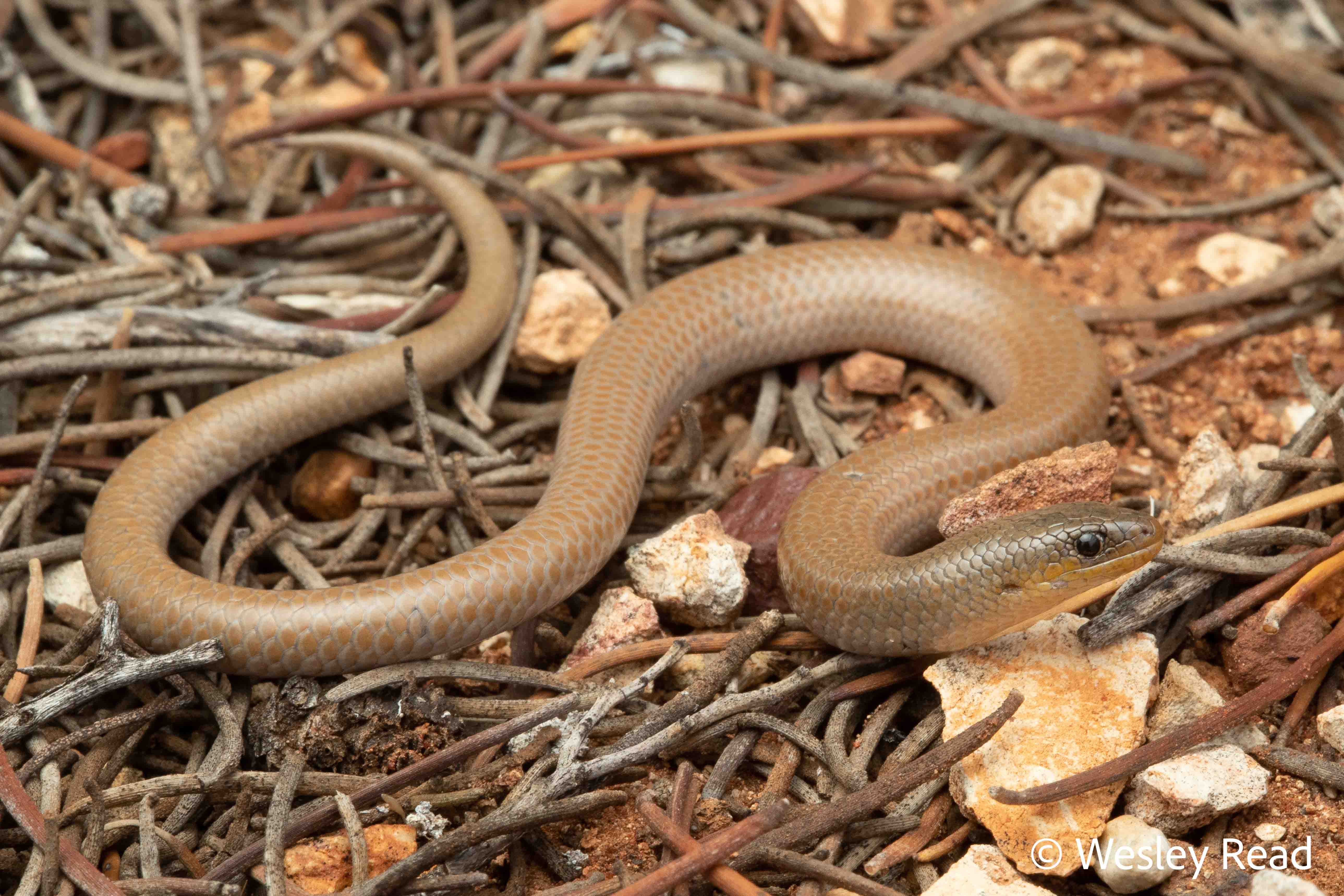 Delma australis