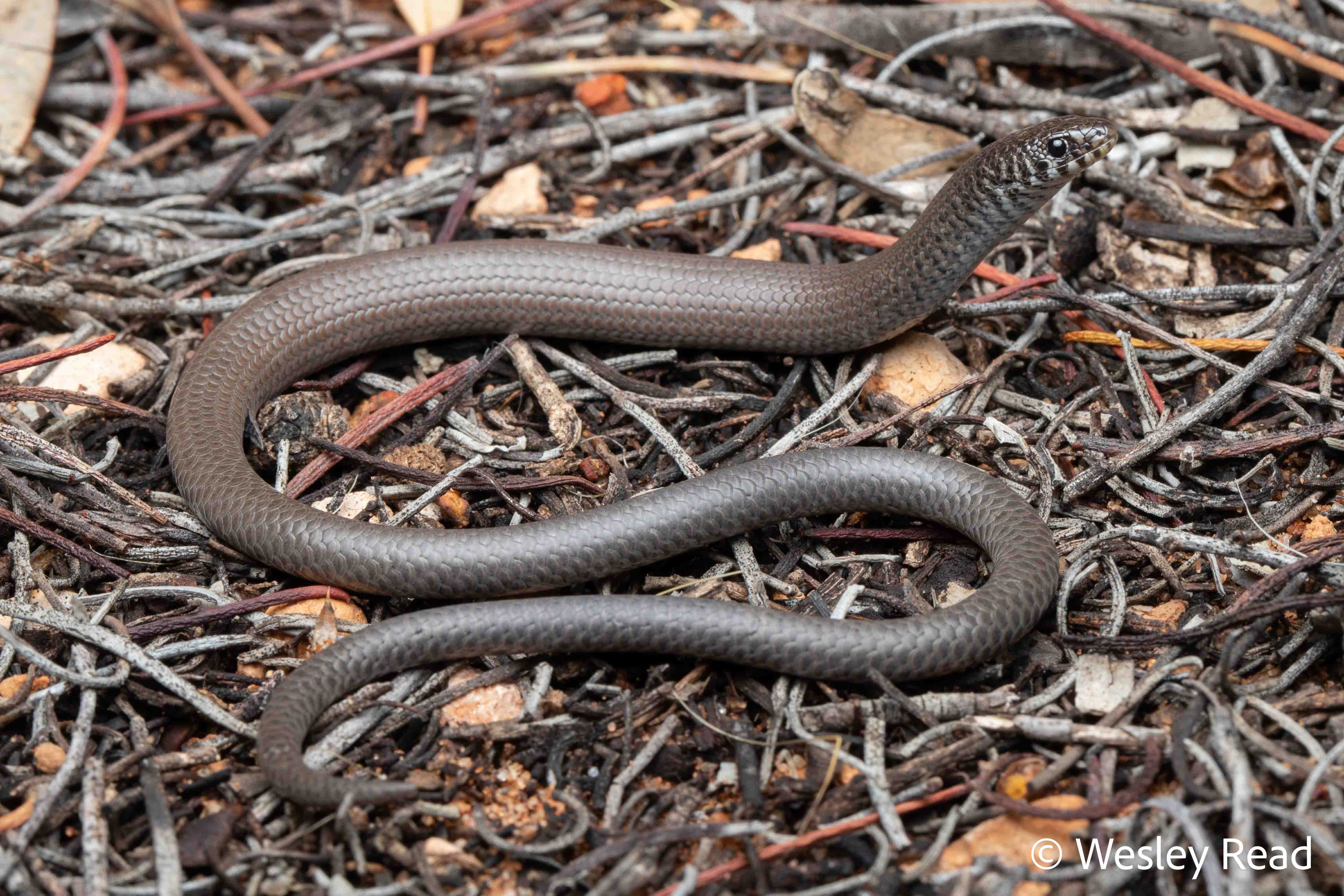 Delma australis
