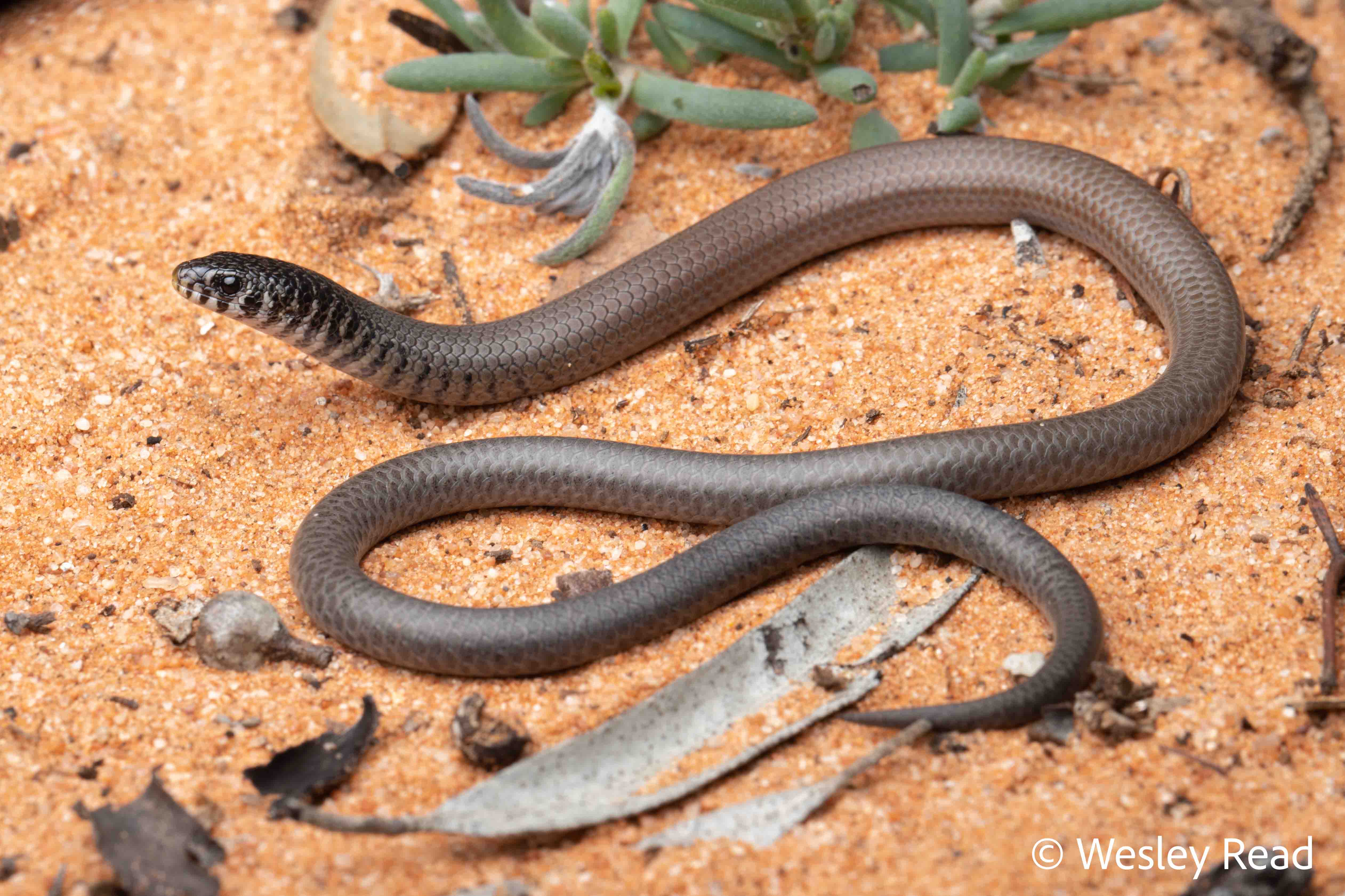 Delma australis