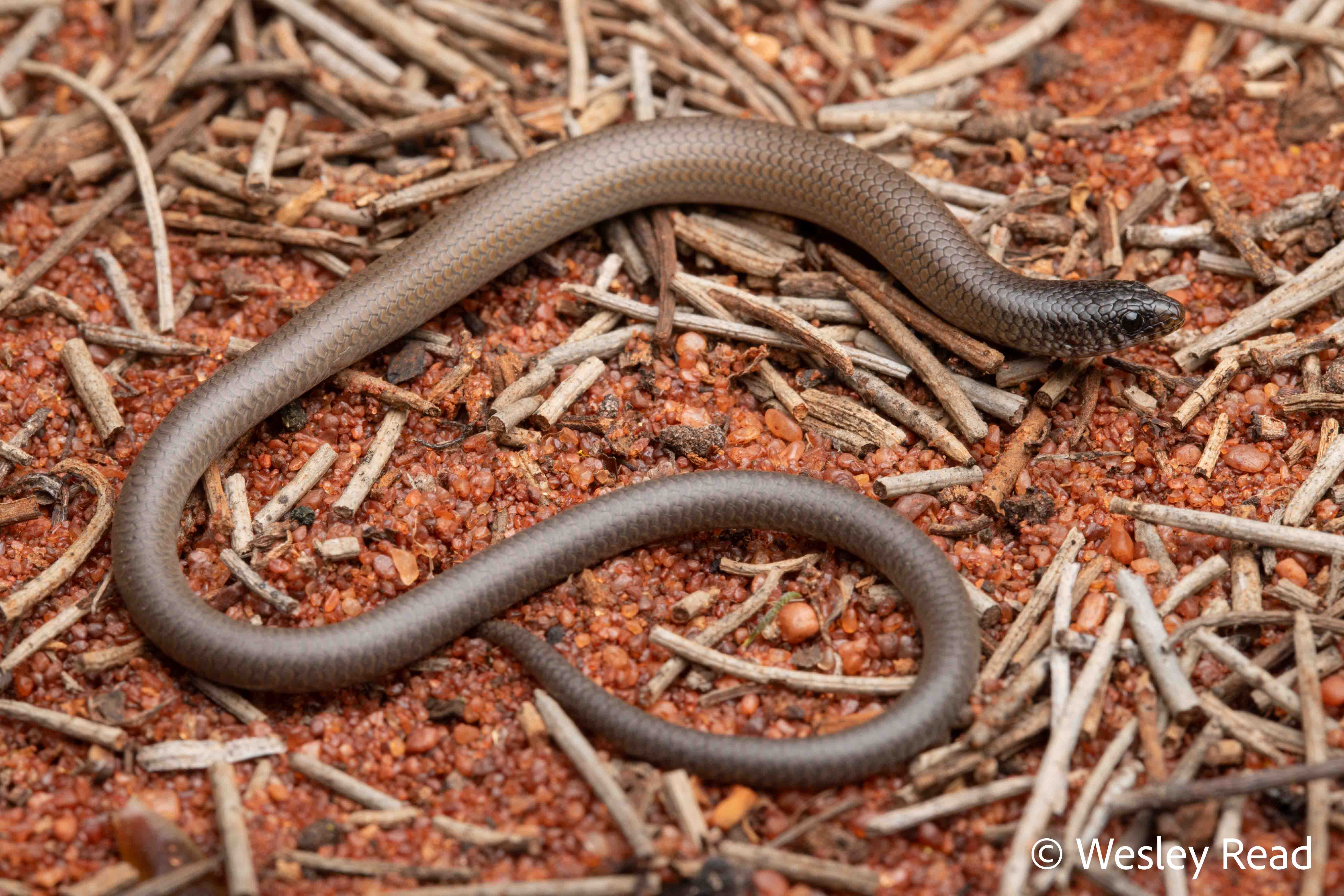 Delma australis