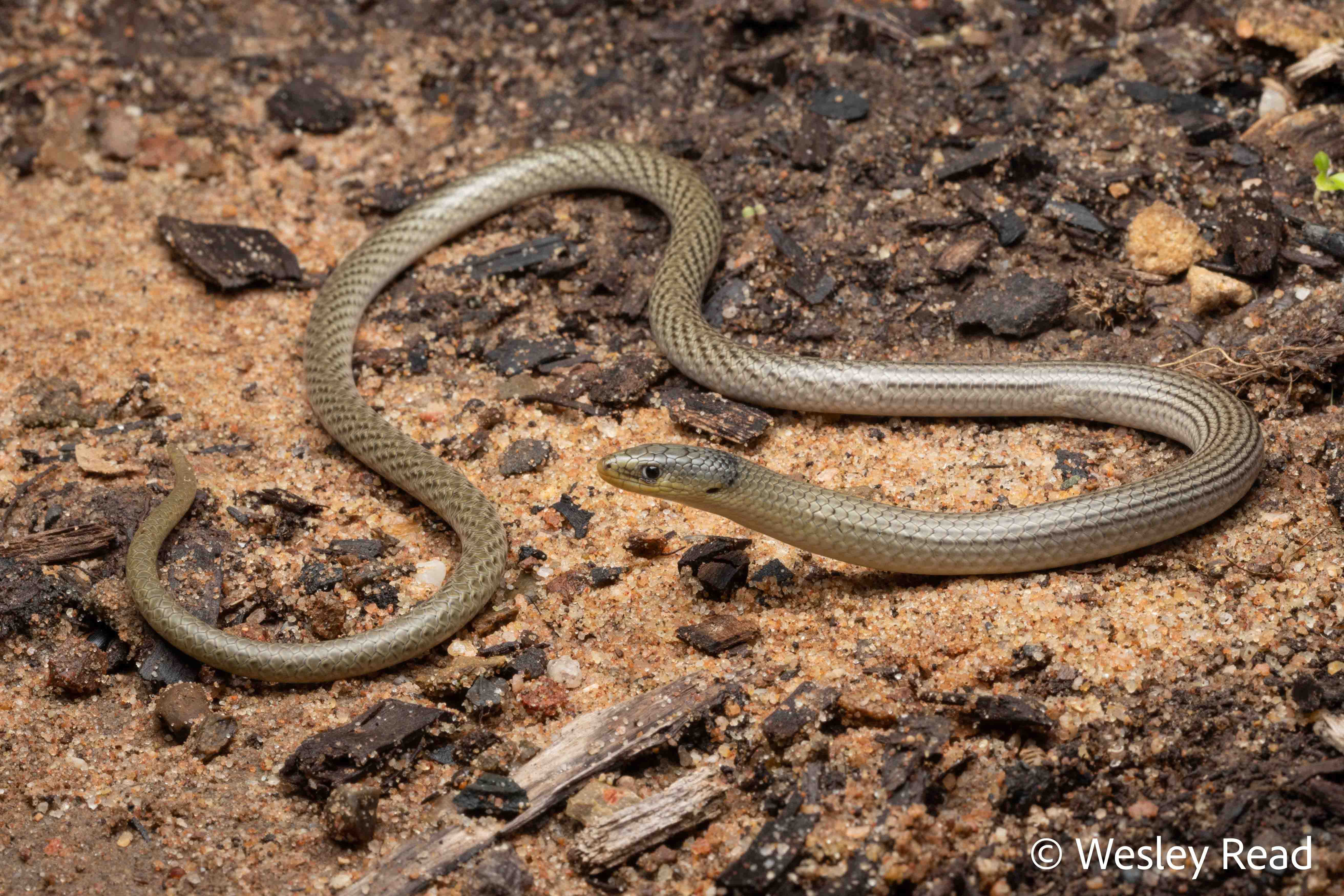 Delma inornata