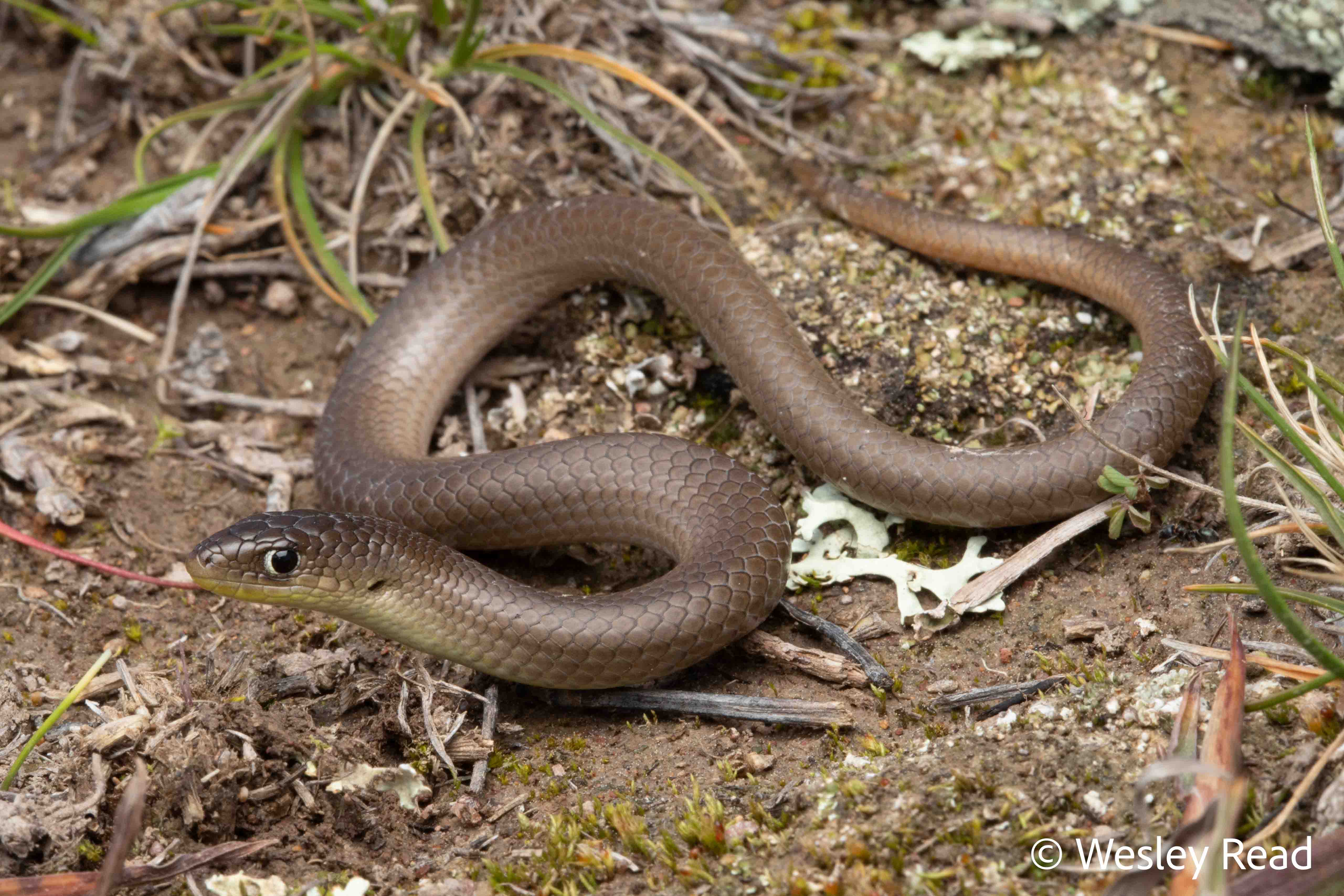 Delma inornata