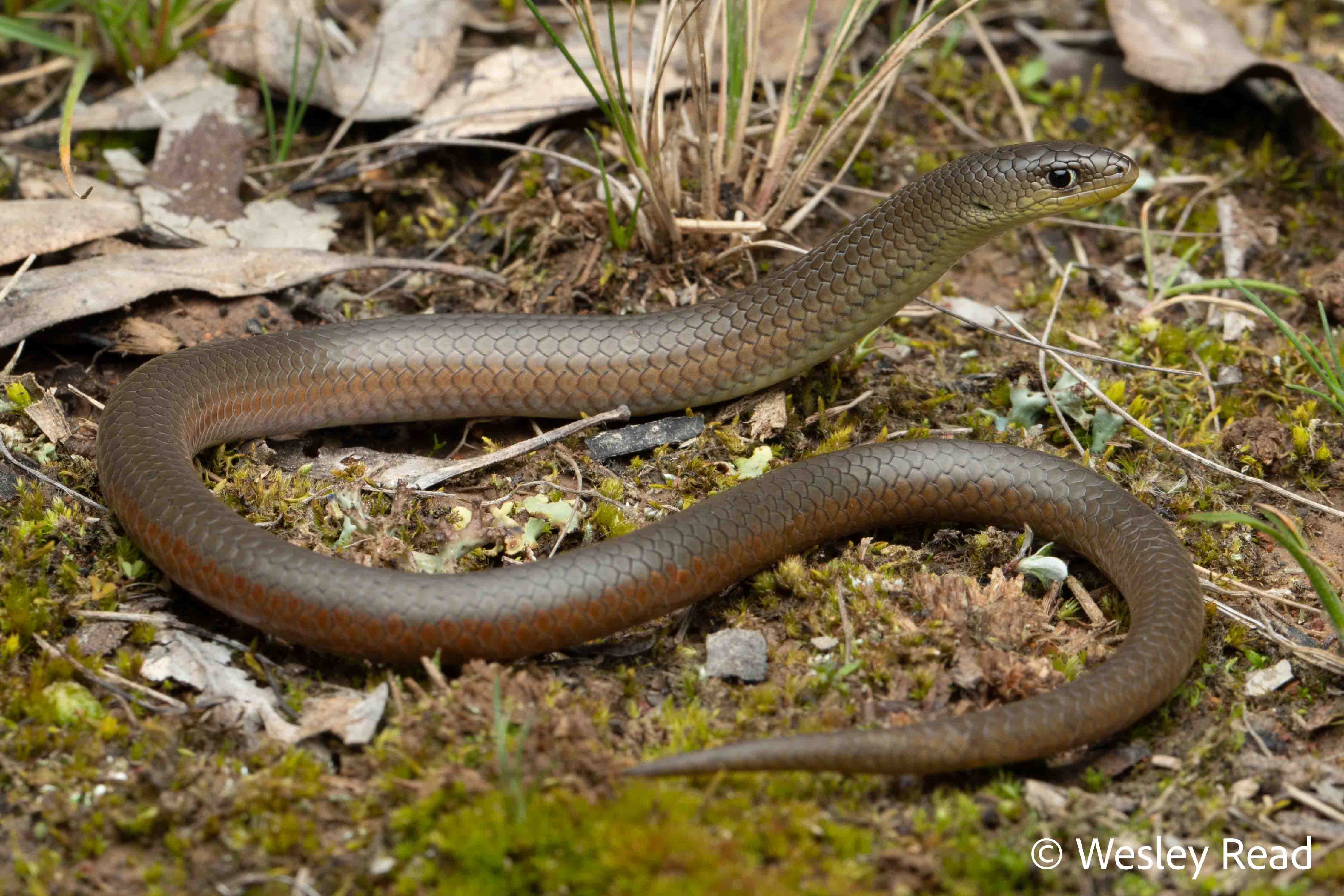 Delma inornata