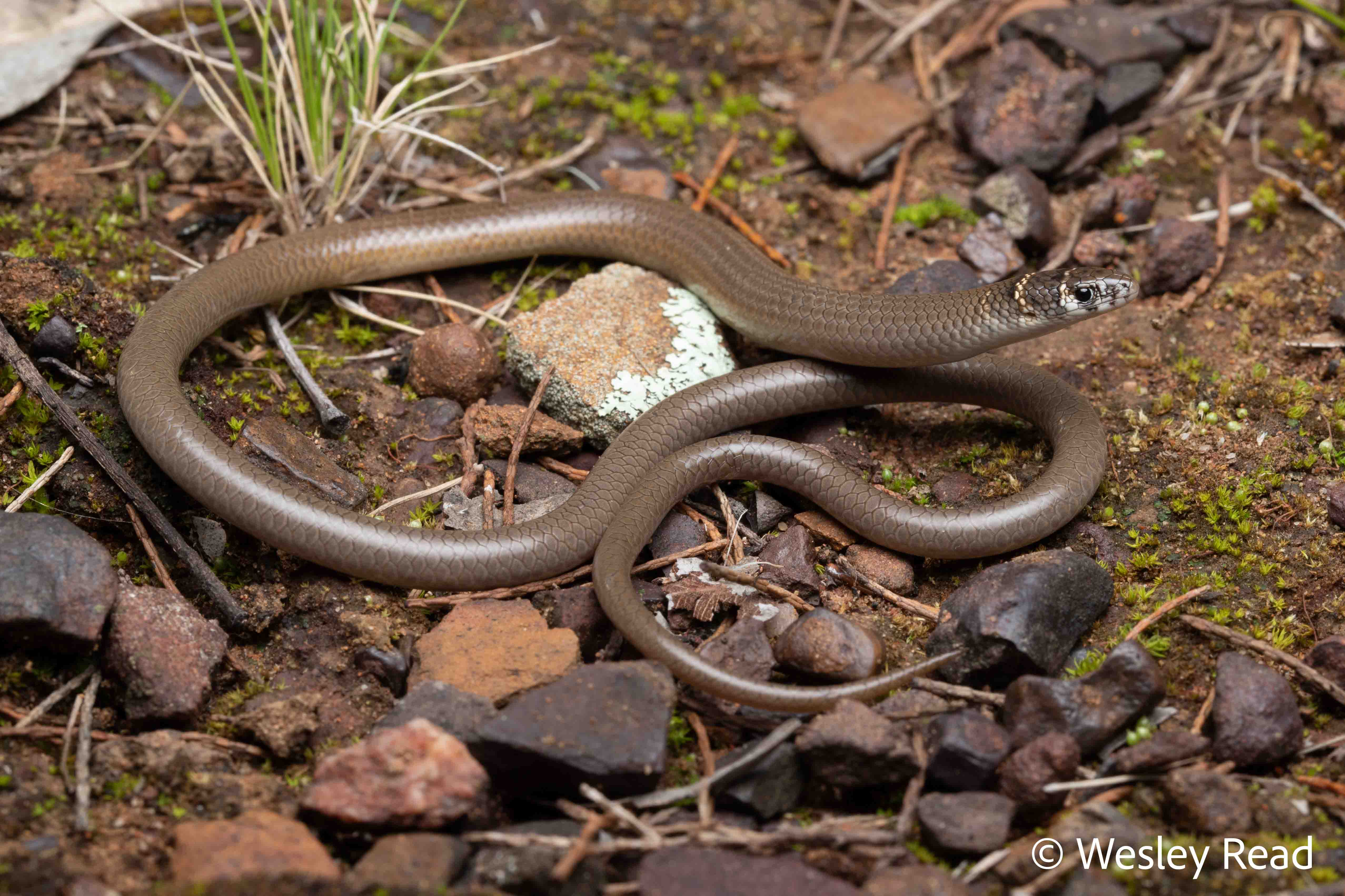 Delma reticulata