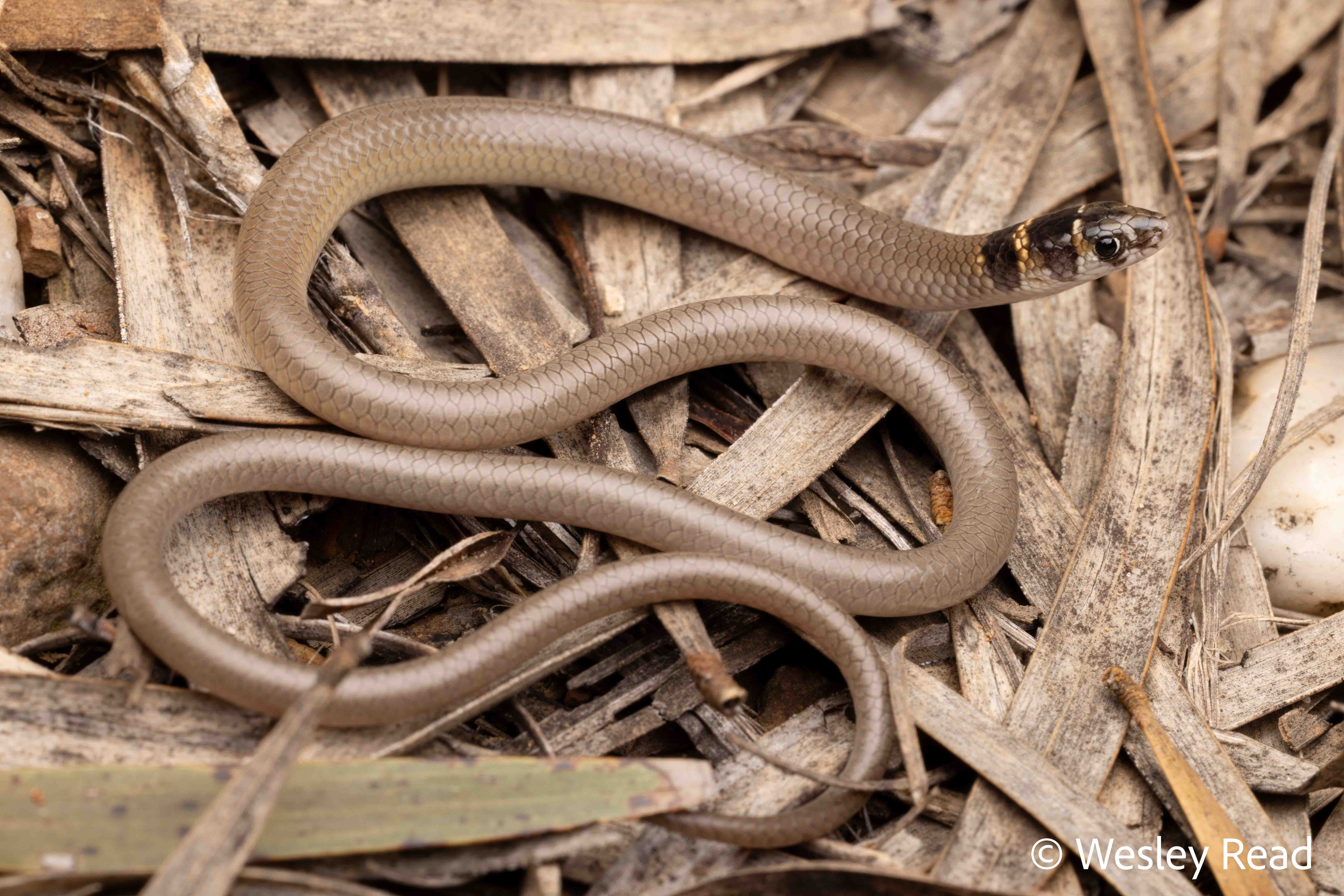 Delma reticulata