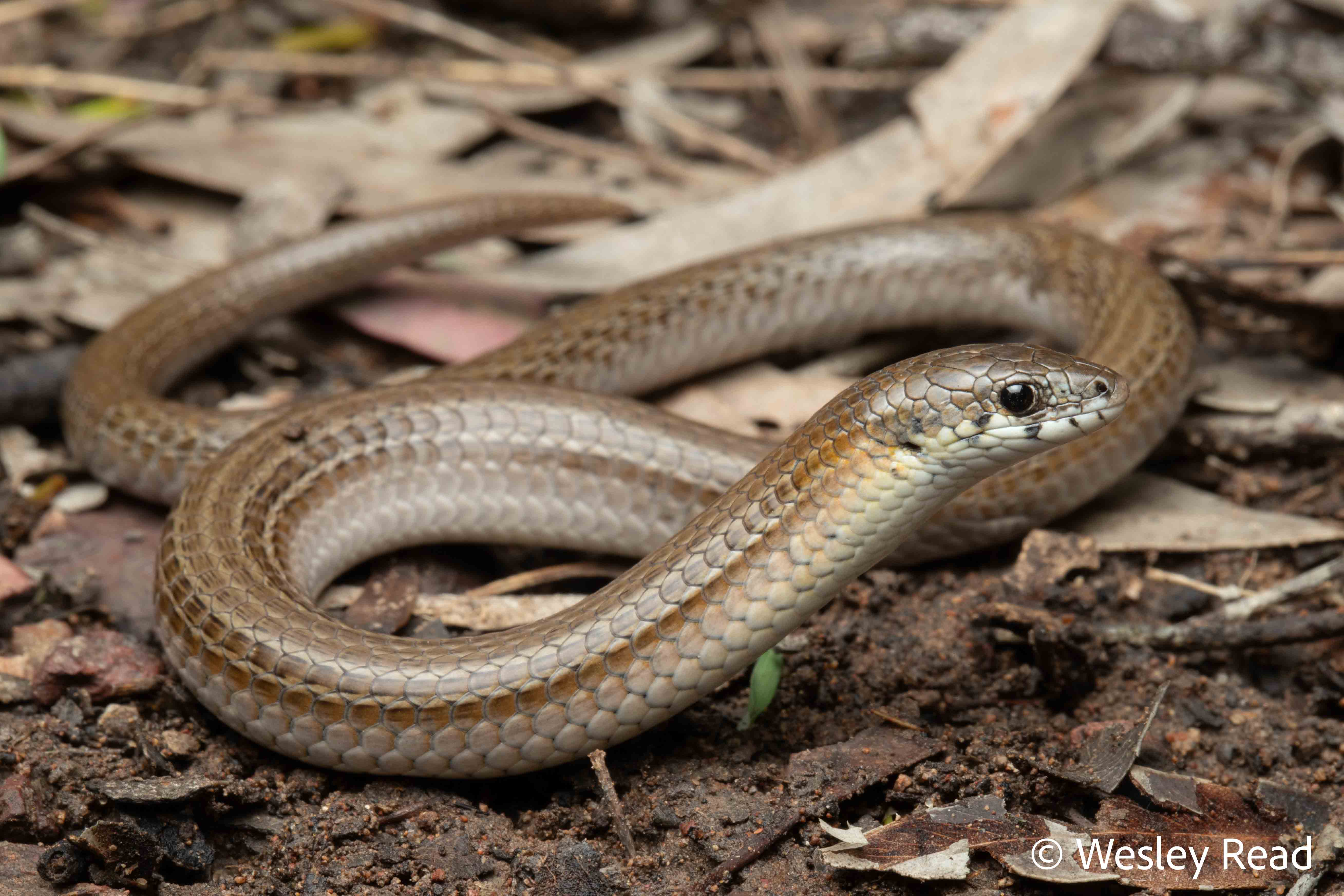 Delma vescolineata