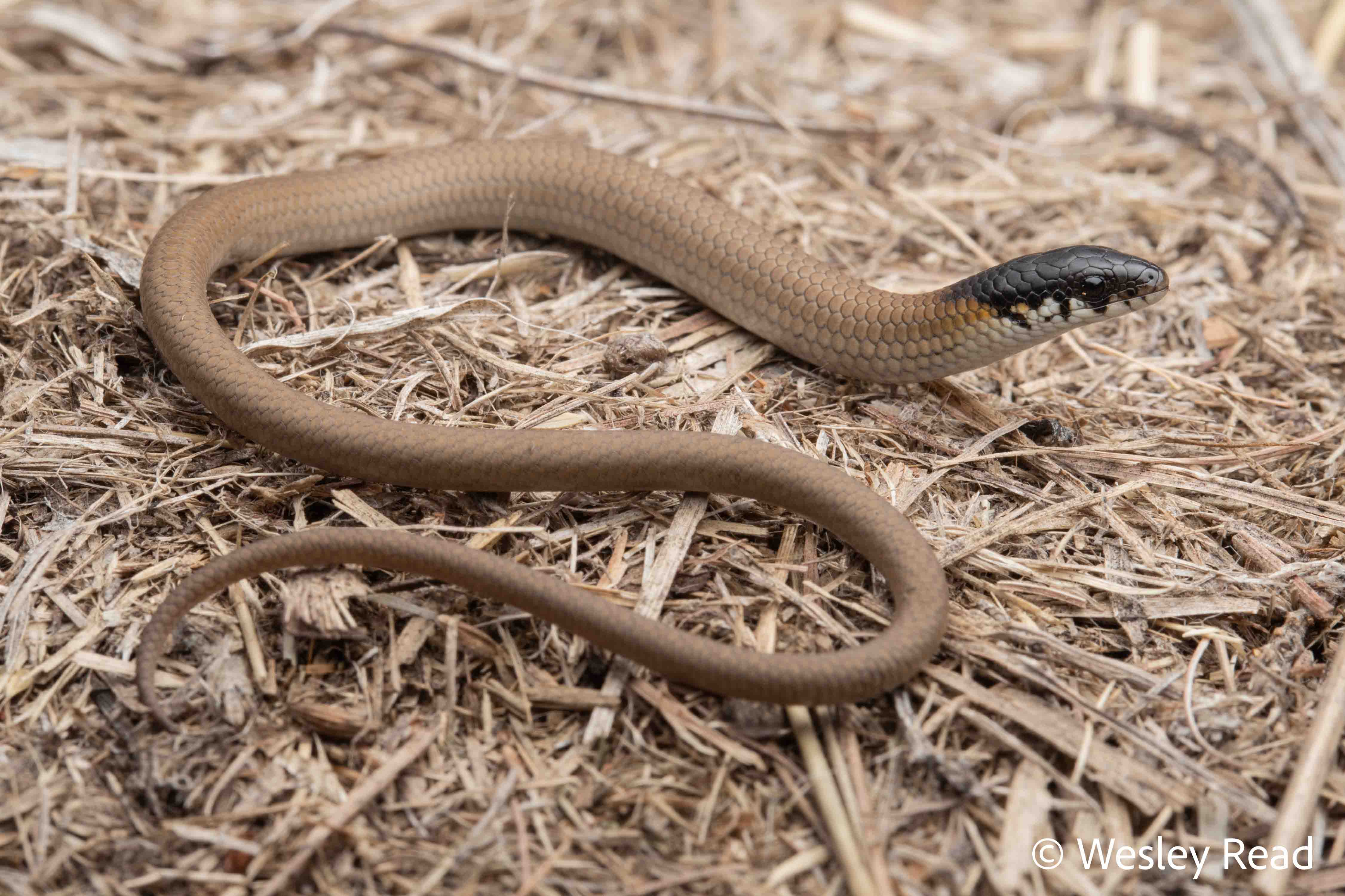 Delma vescolineata