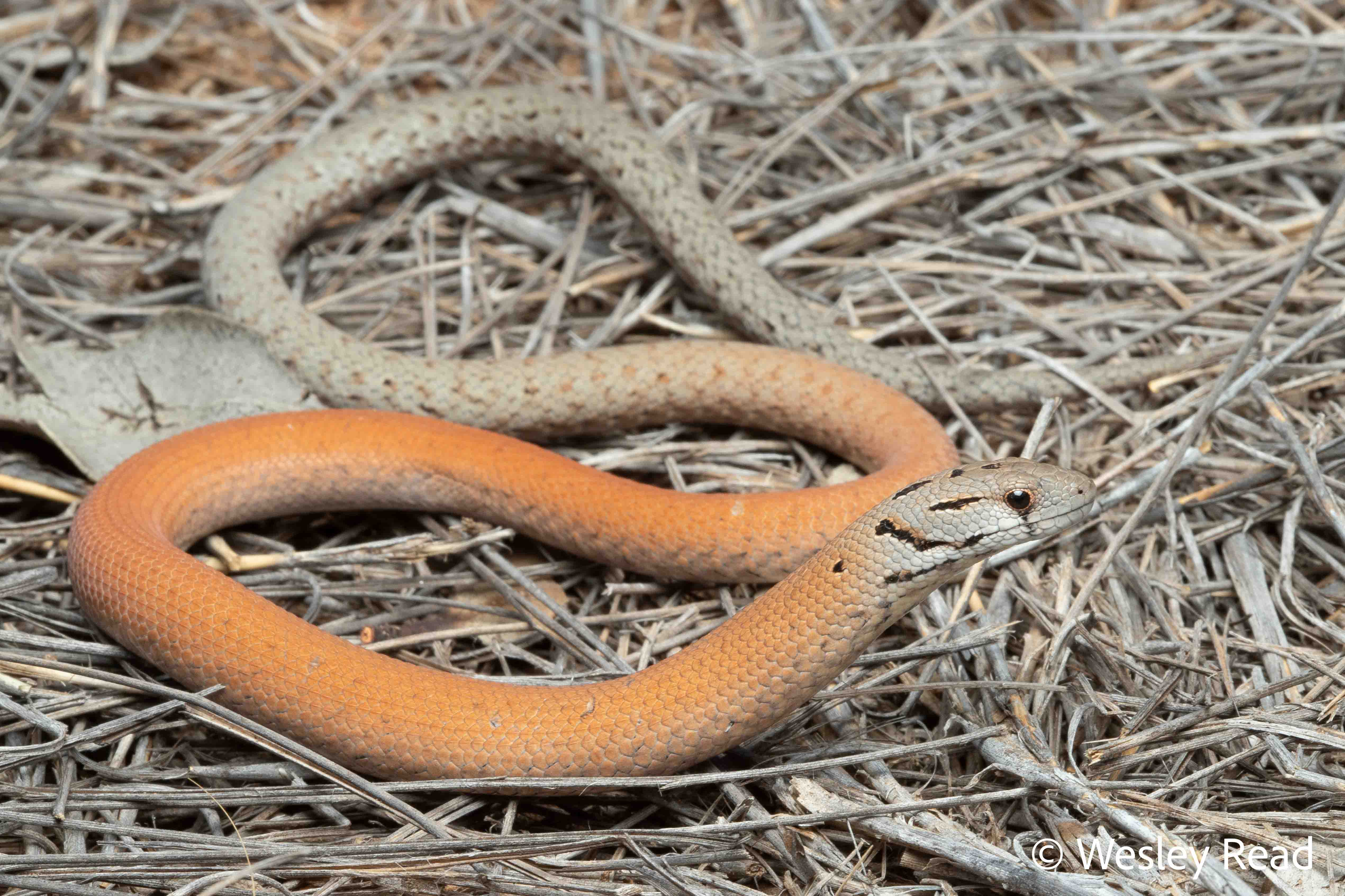 Pygopus lepidopodus