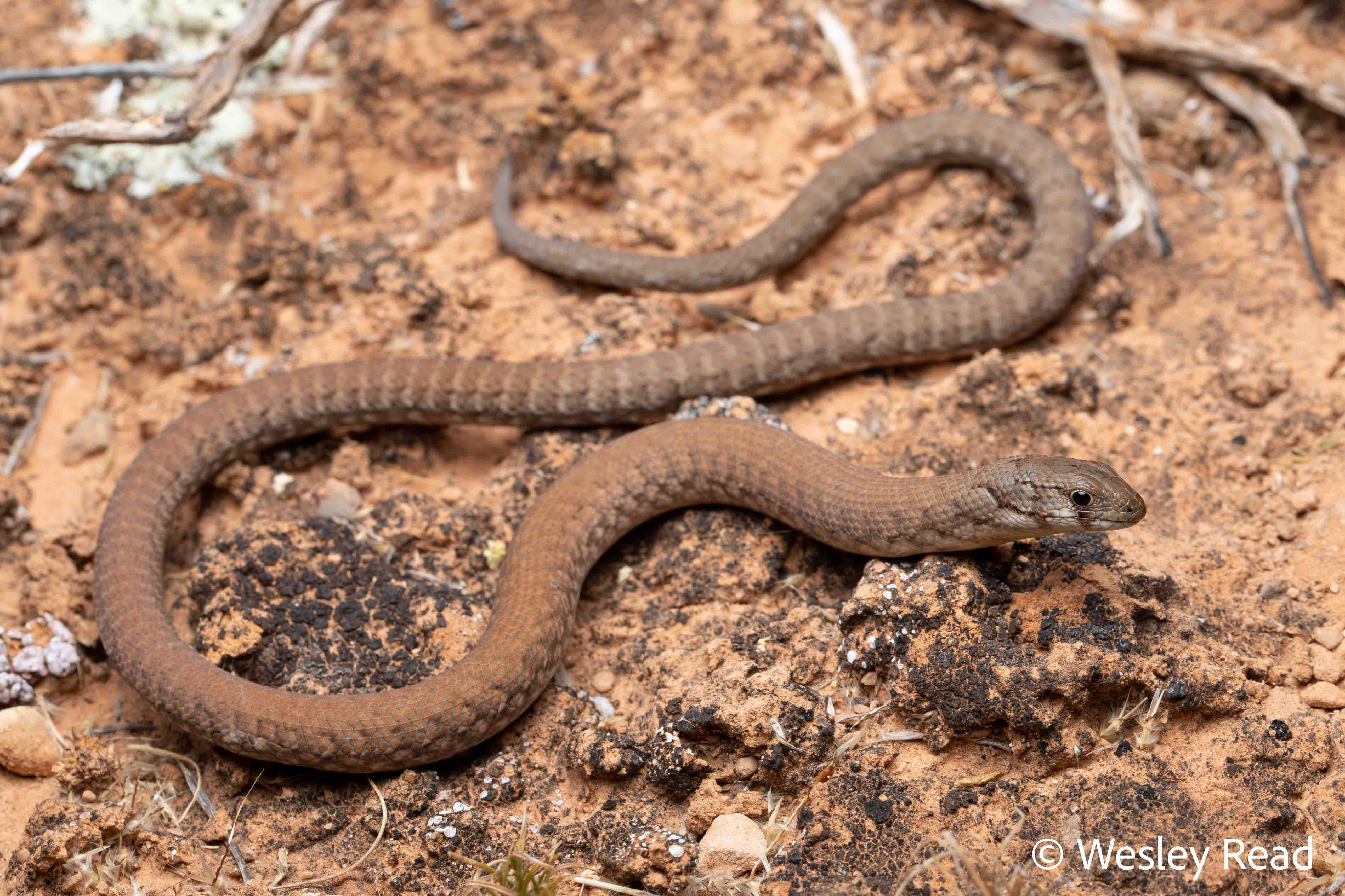Pygopus lepidopodus