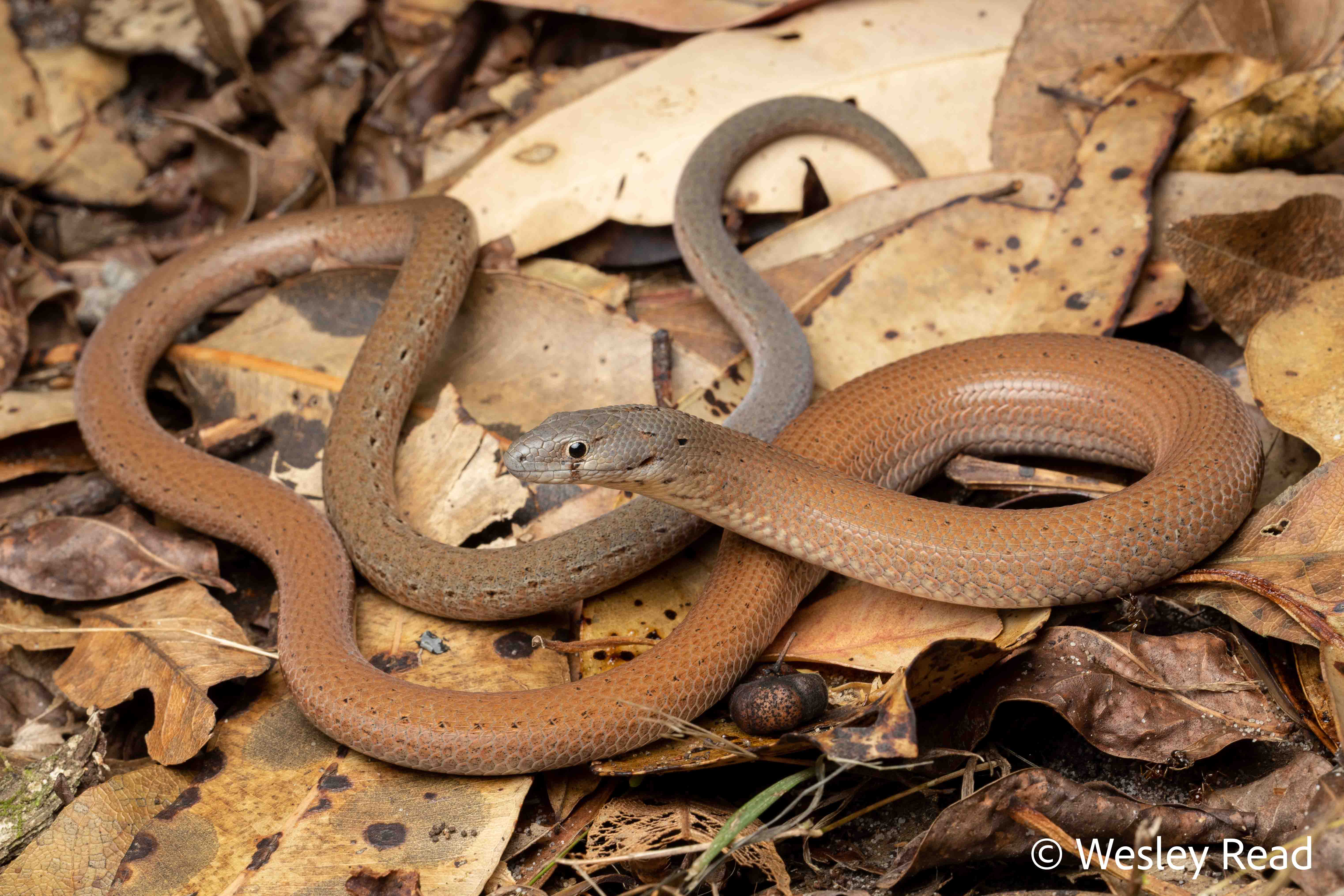 Pygopus lepidopodus