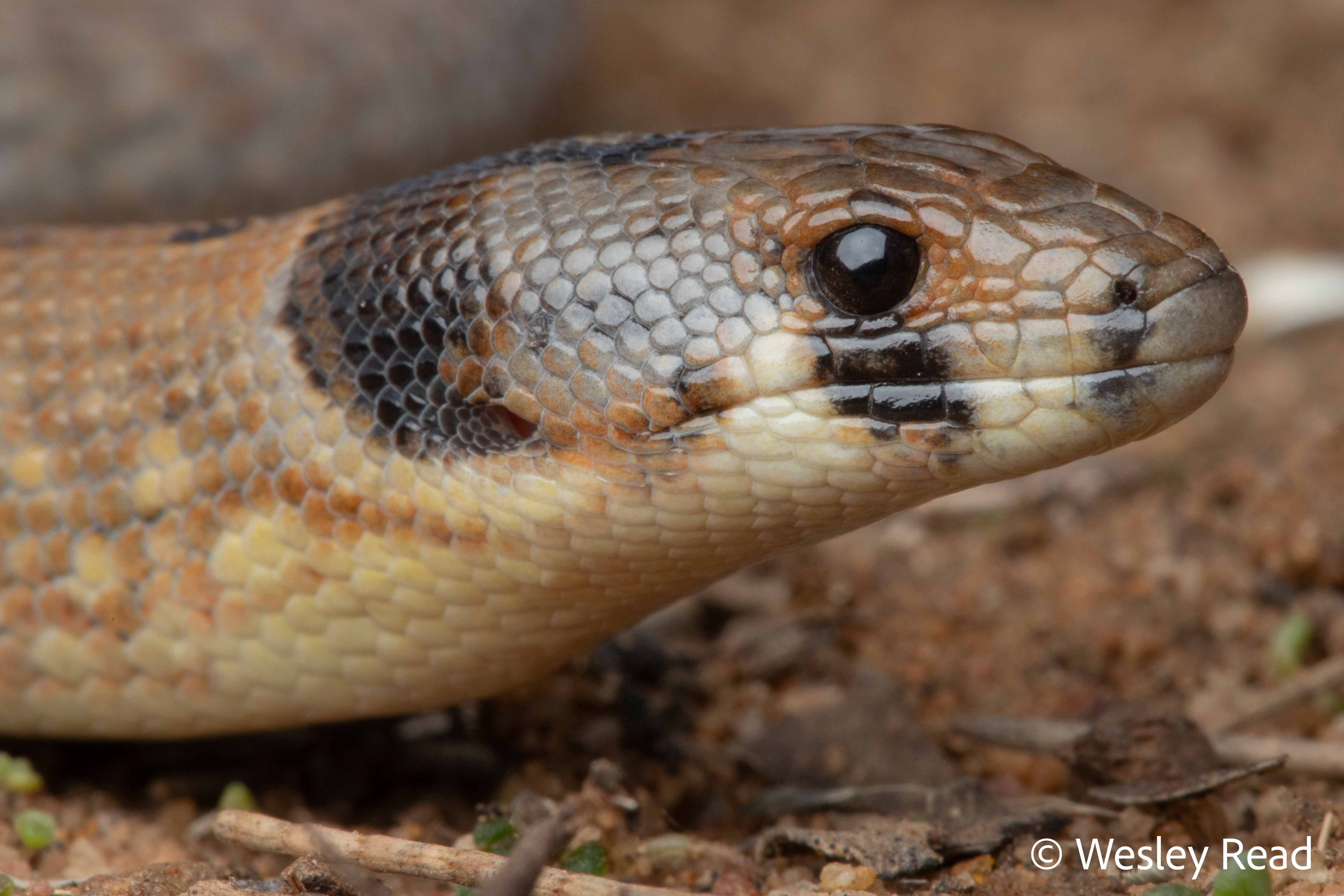 Pygopus schraderi