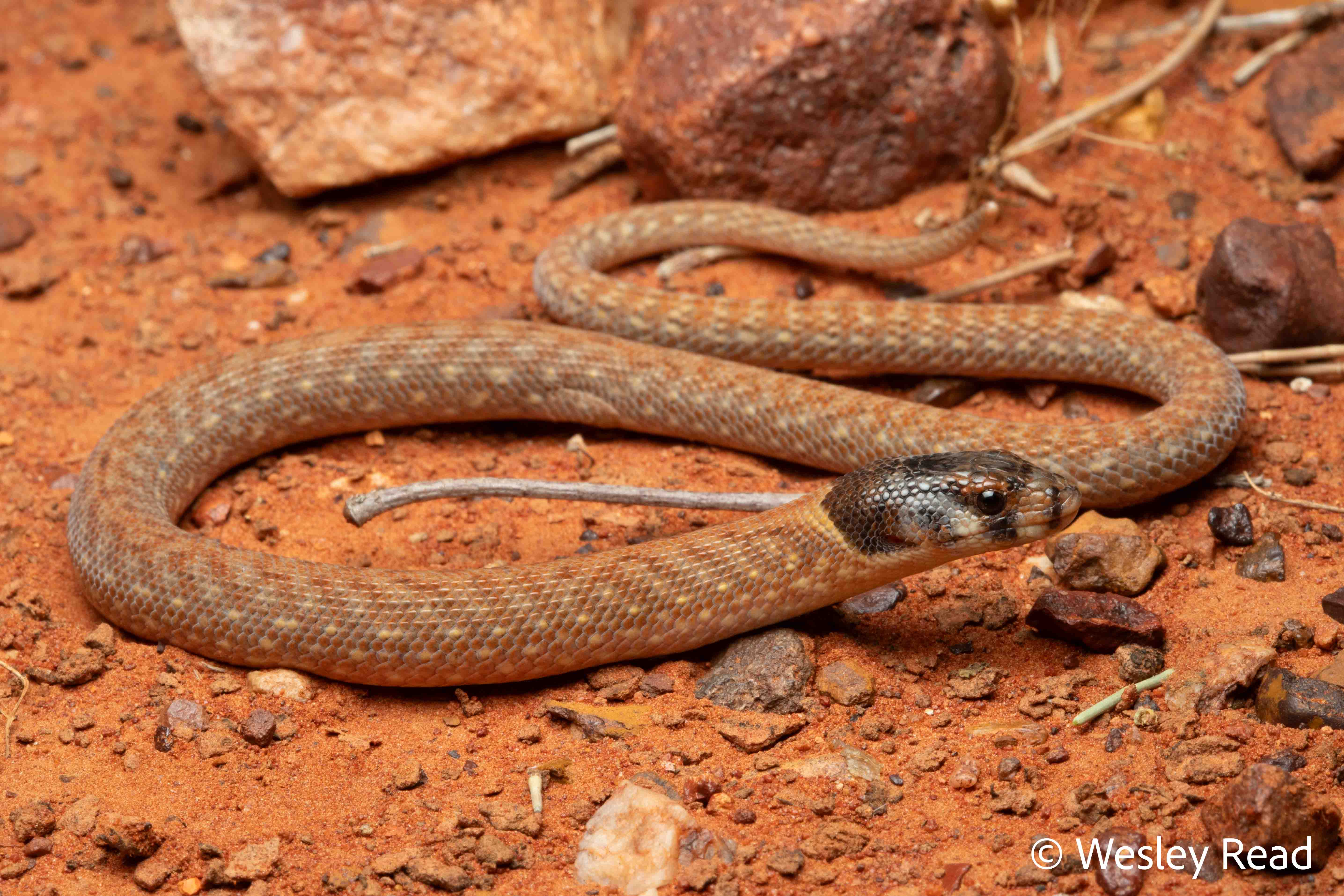 Pygopus schraderi