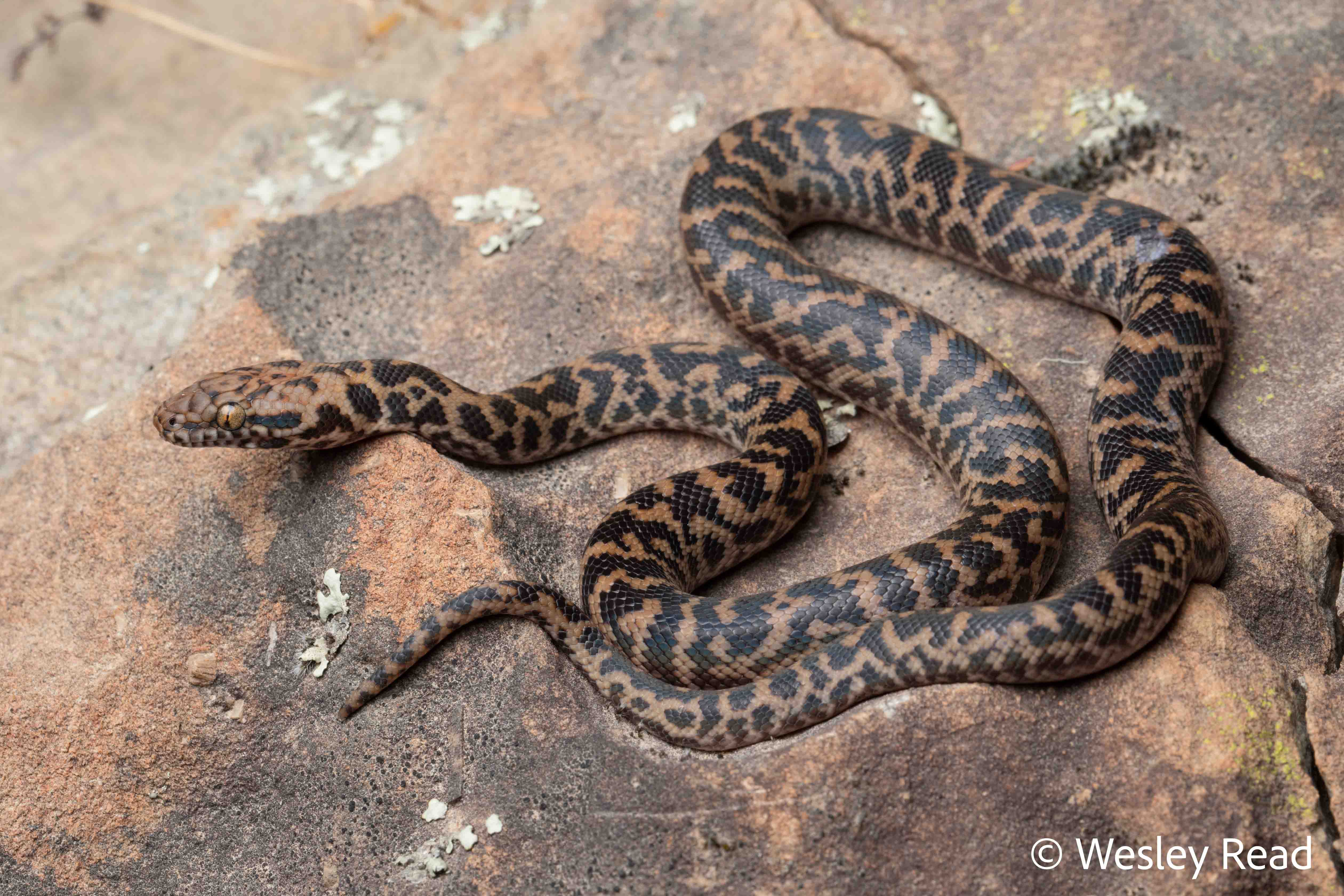 Antaresia maculosa