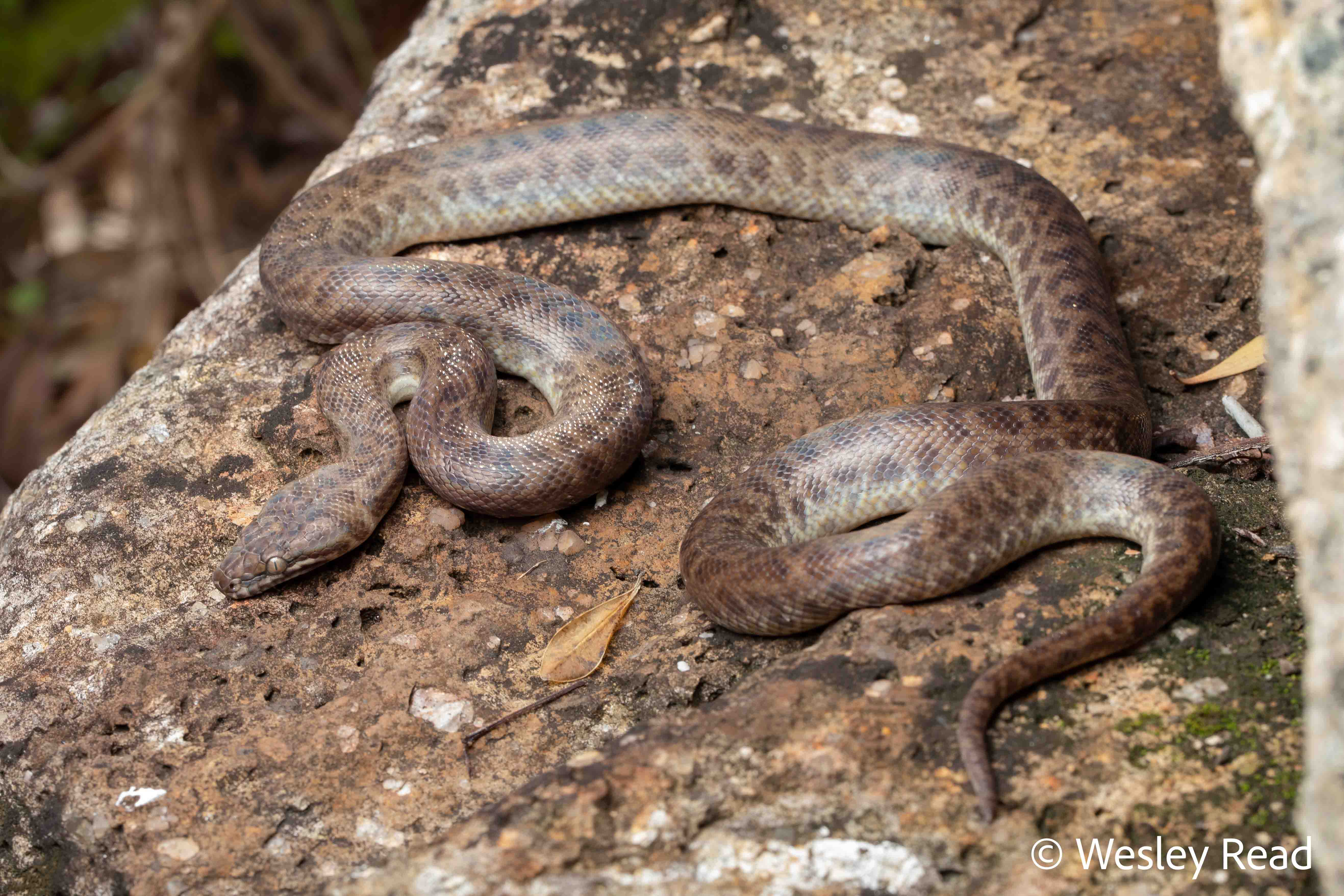 Antaresia papuensis