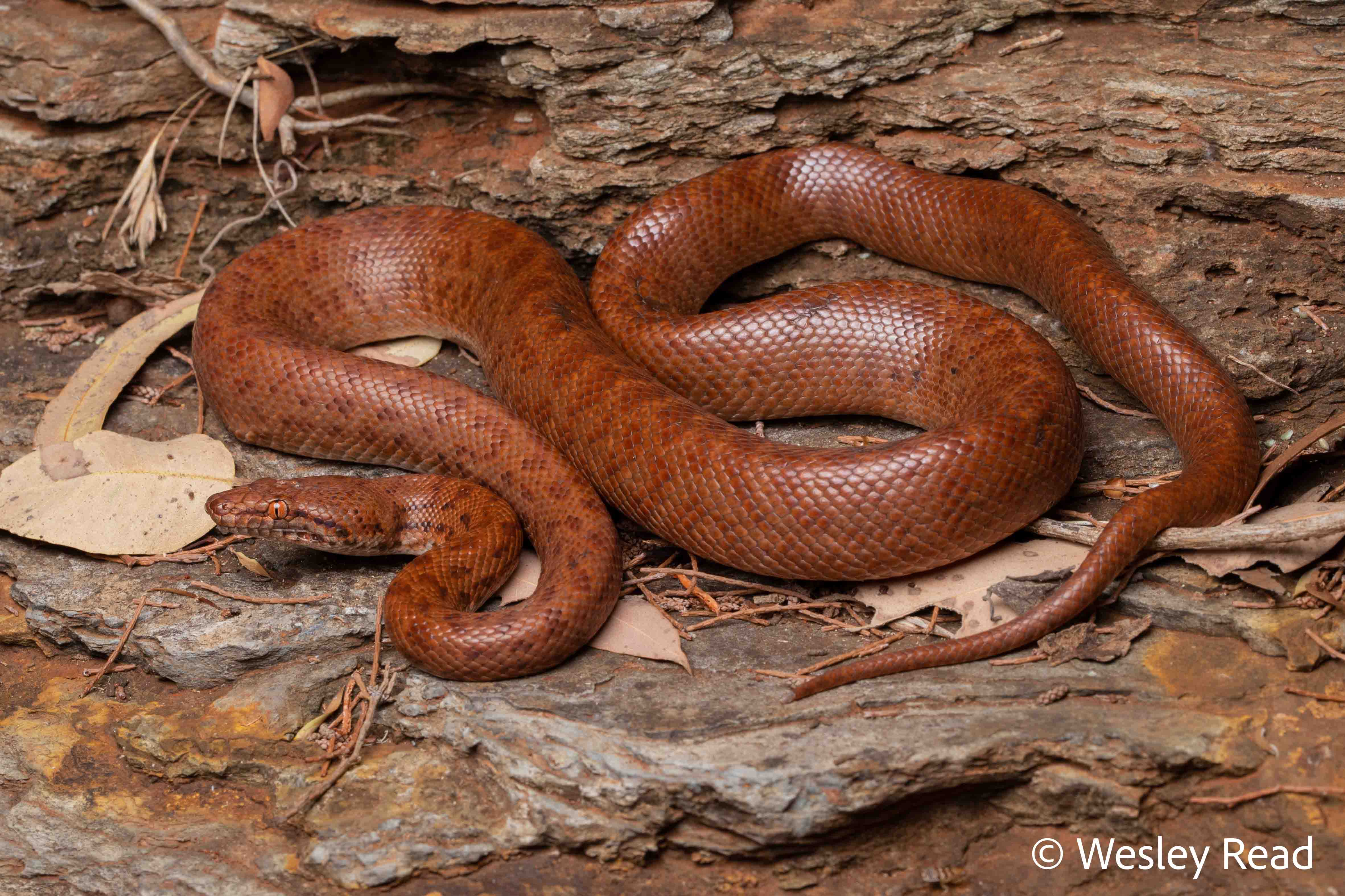 Antaresia perthensis