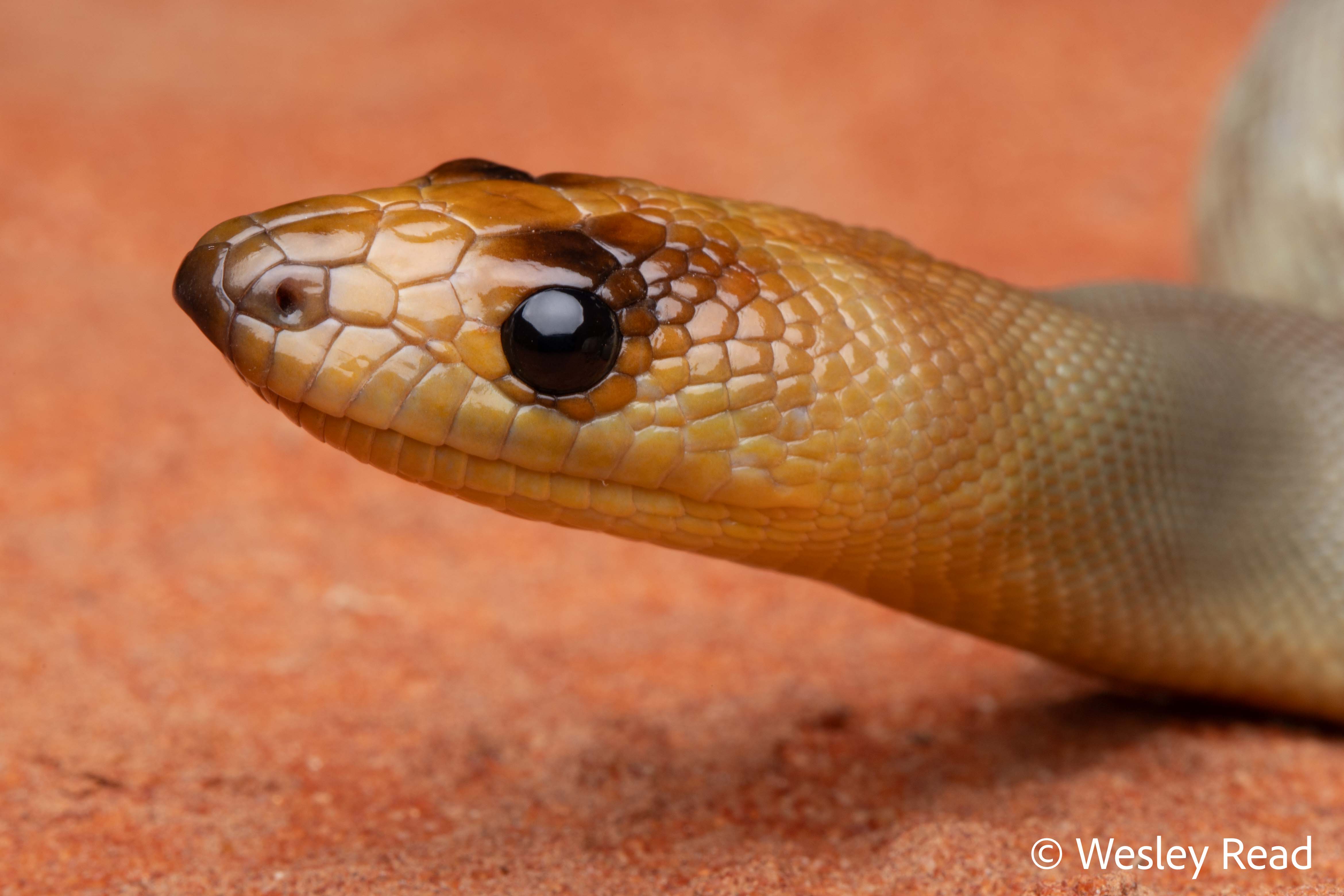 Aspidites ramsayi