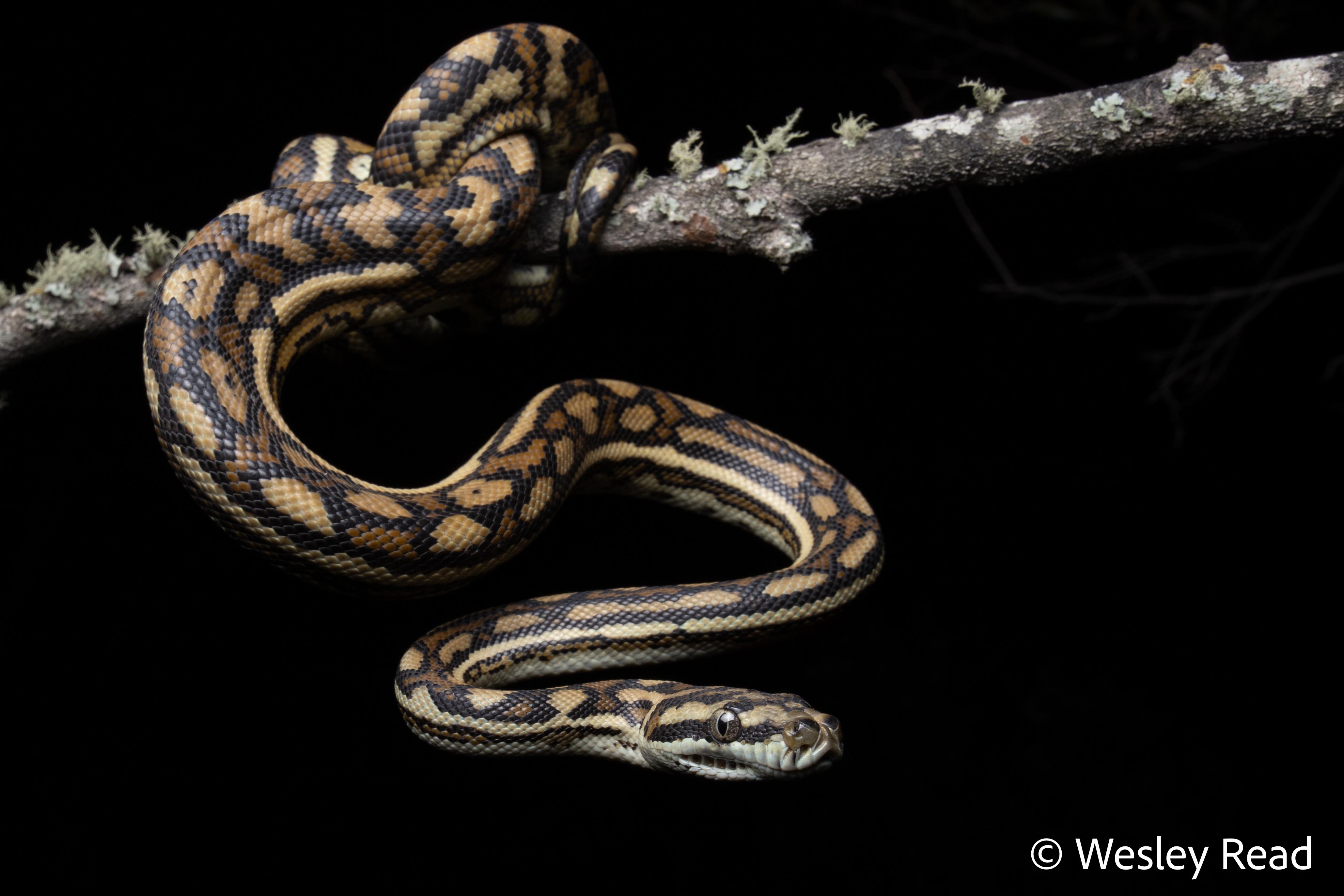 Morelia spilota