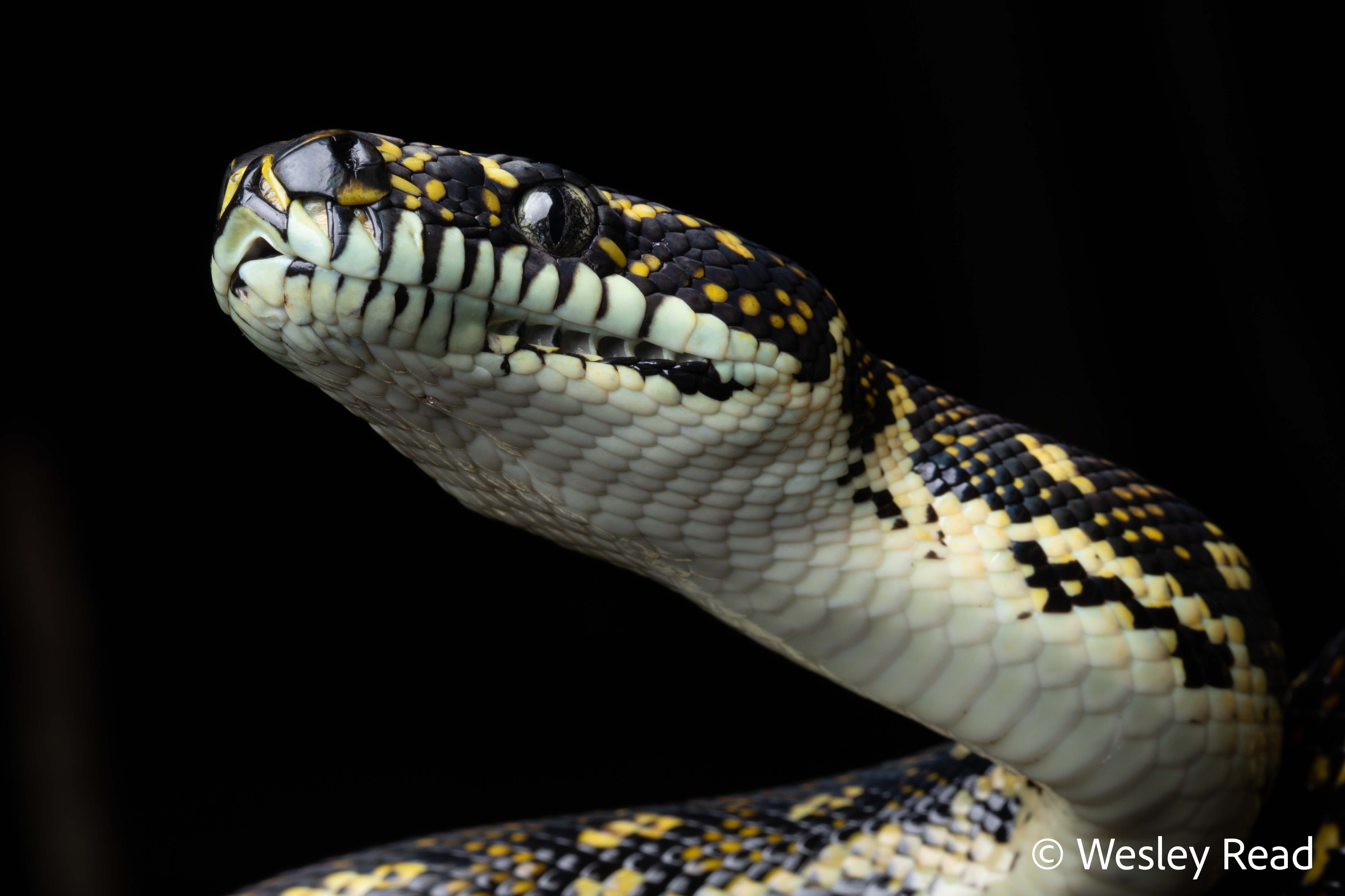 Morelia spilota
