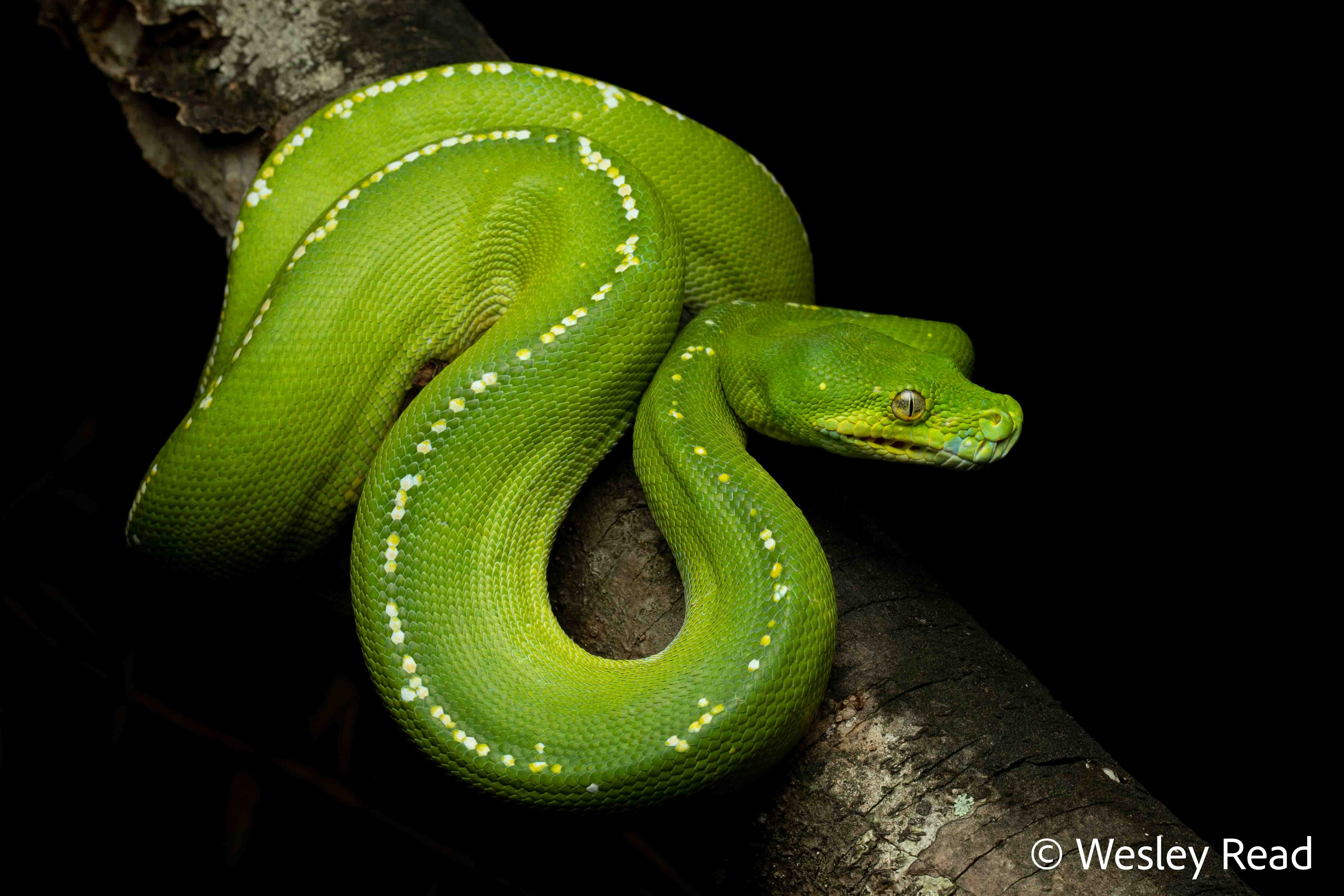 Morelia viridis