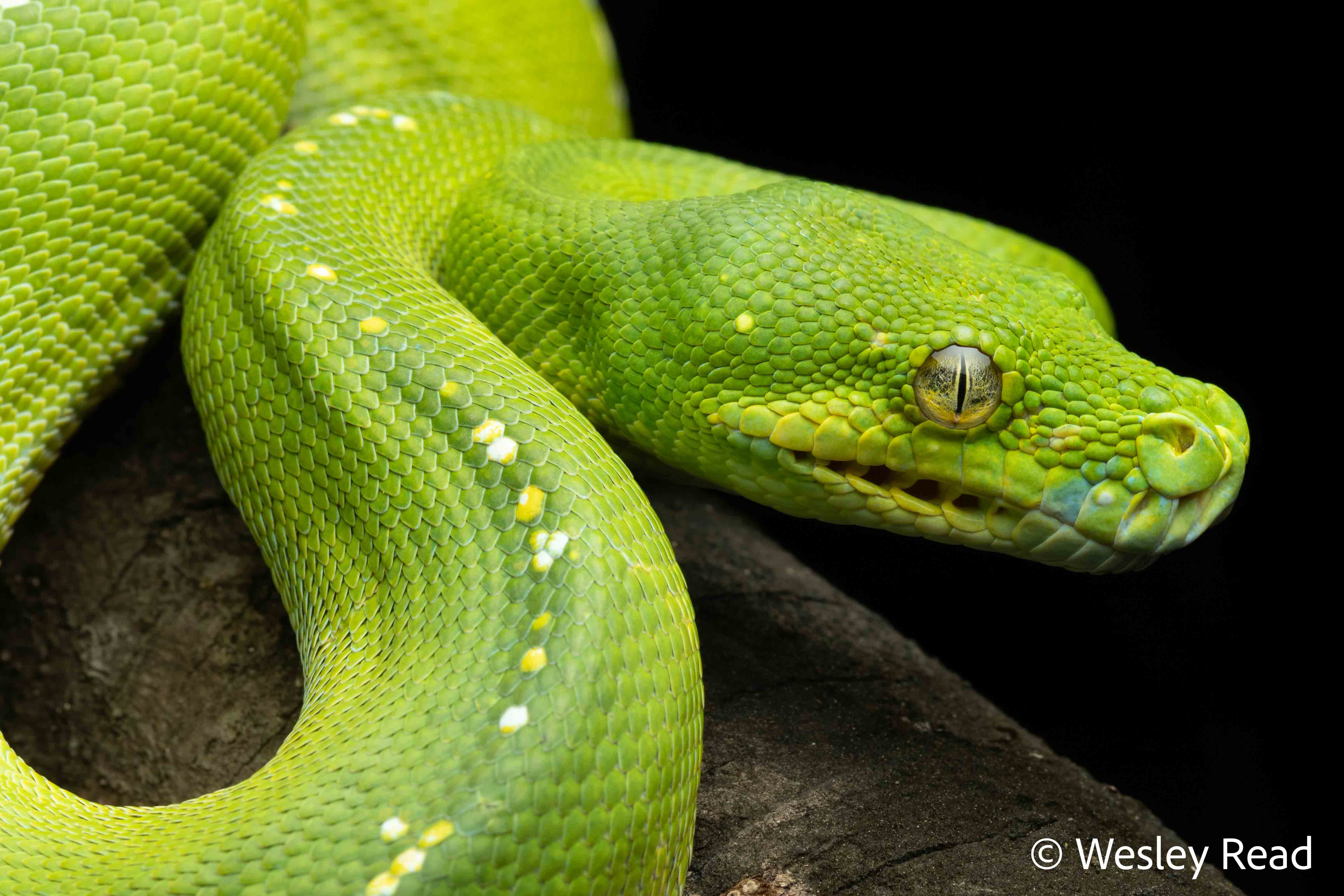 Morelia viridis
