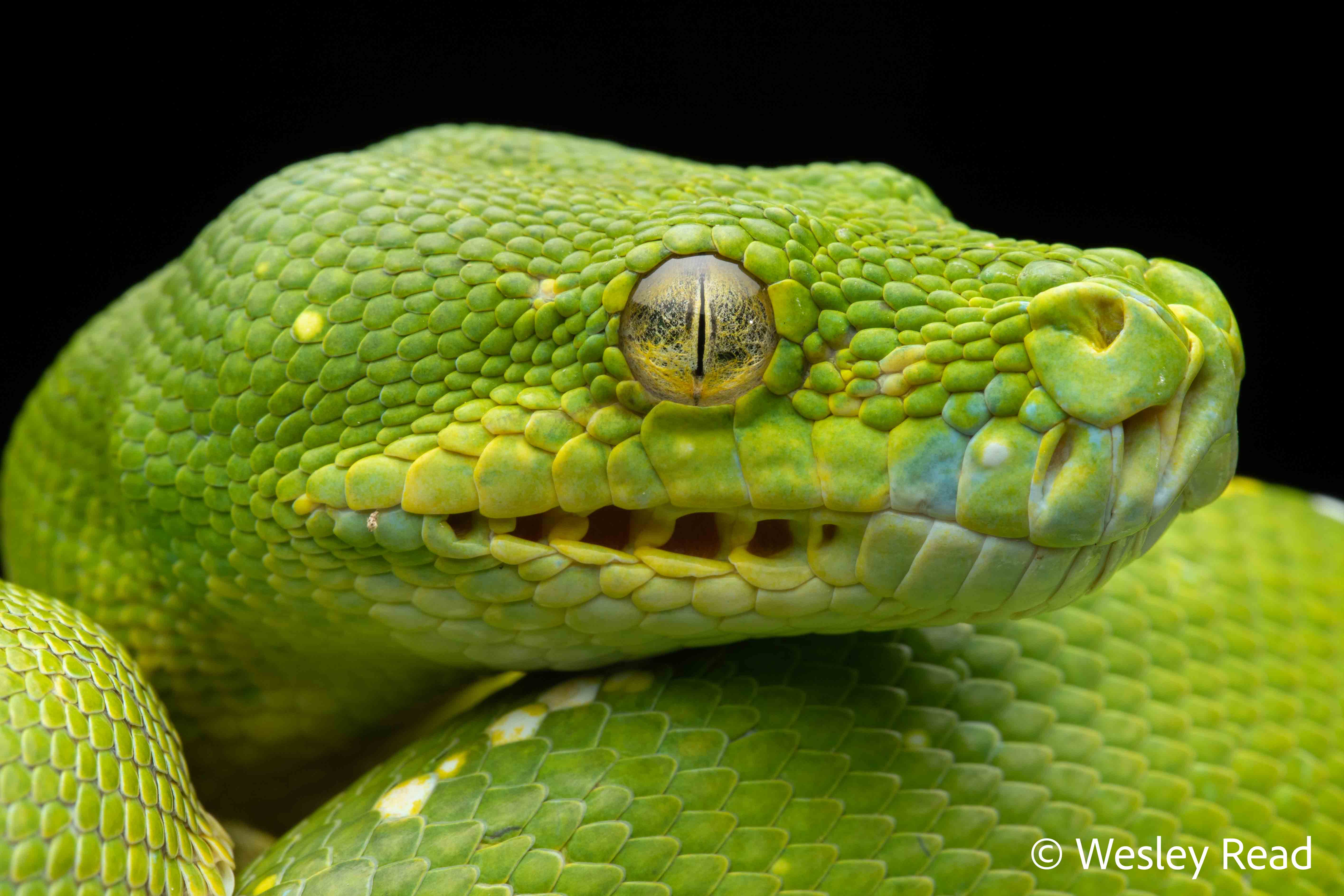 Morelia viridis