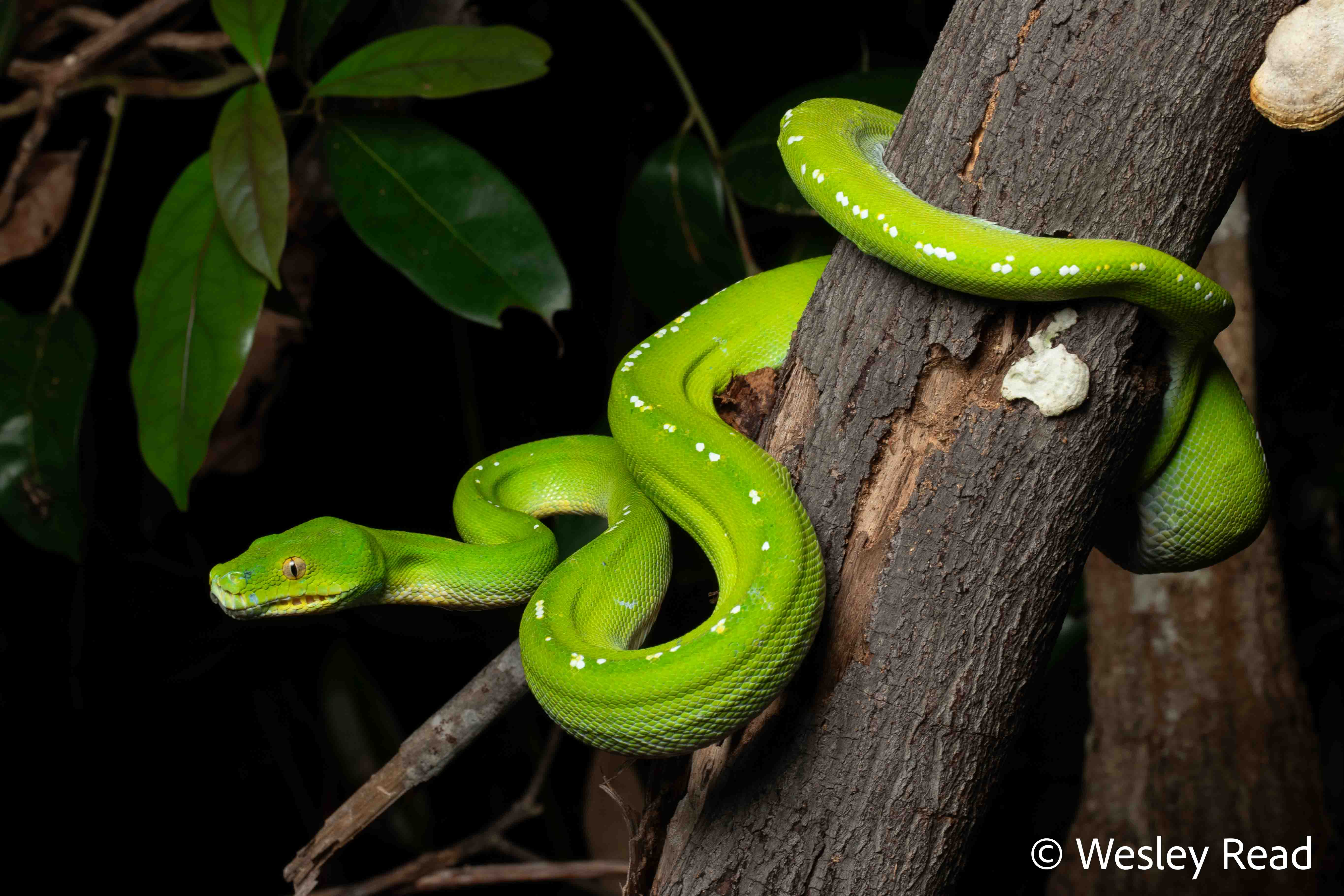 Morelia viridis