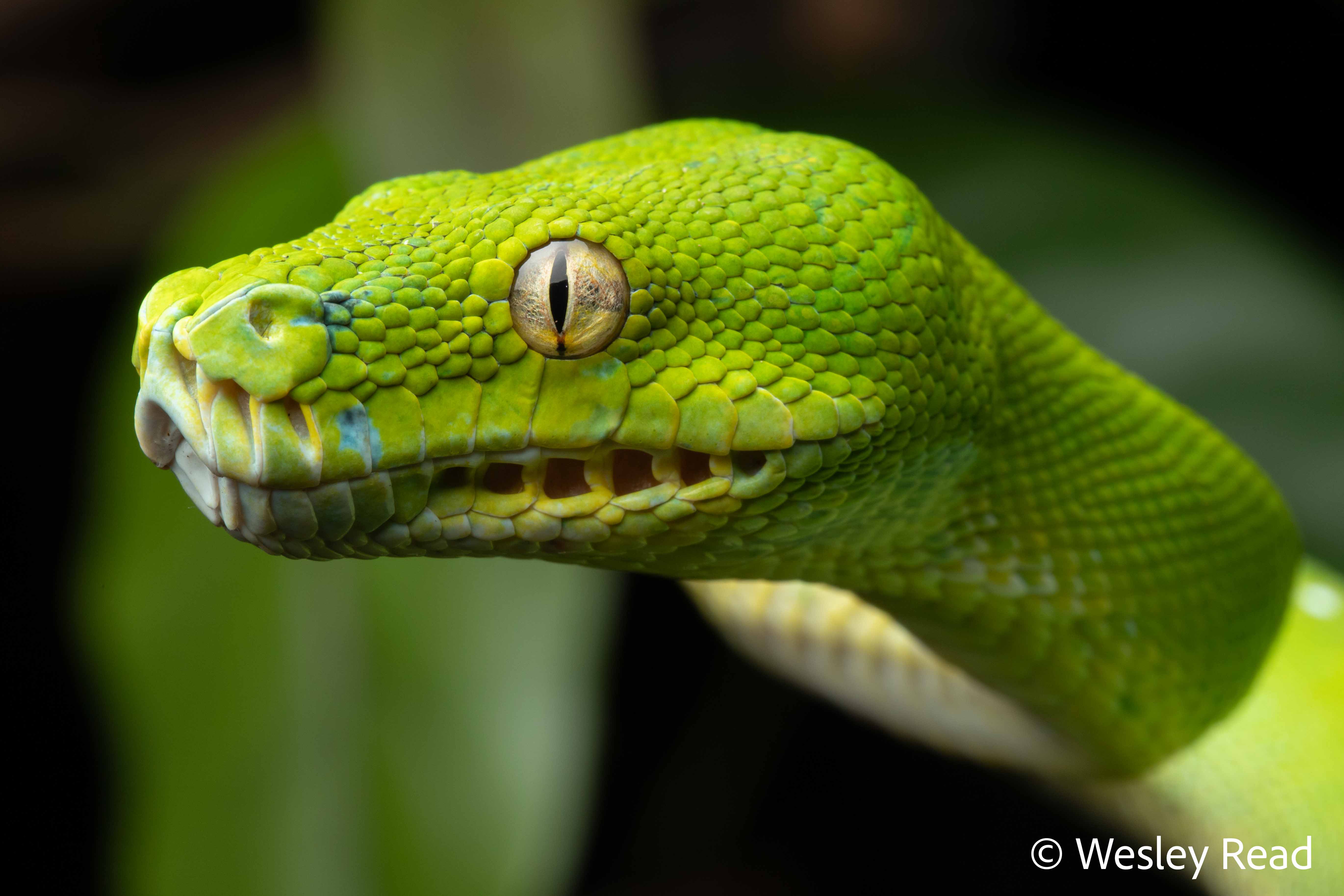 Morelia viridis