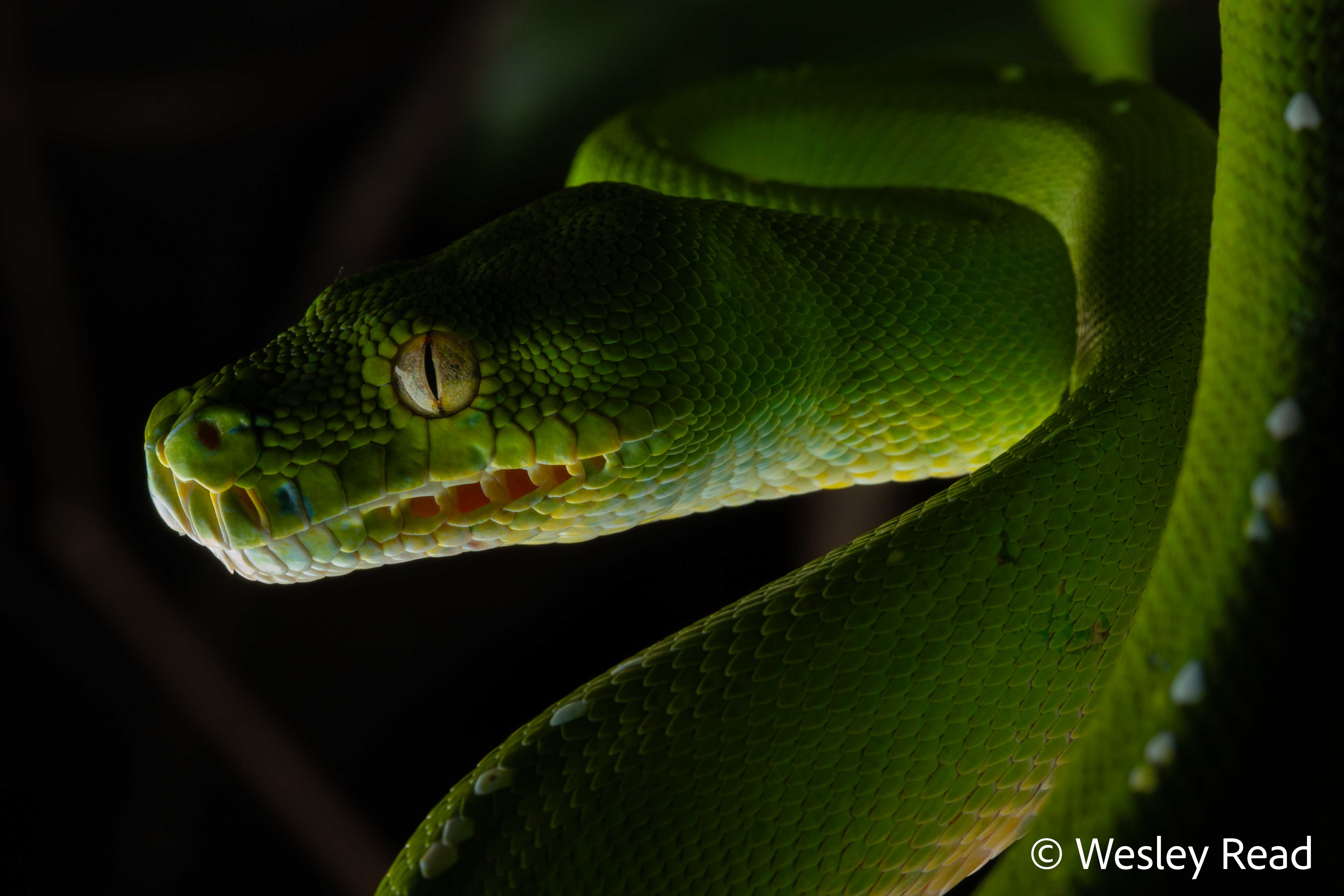Morelia viridis