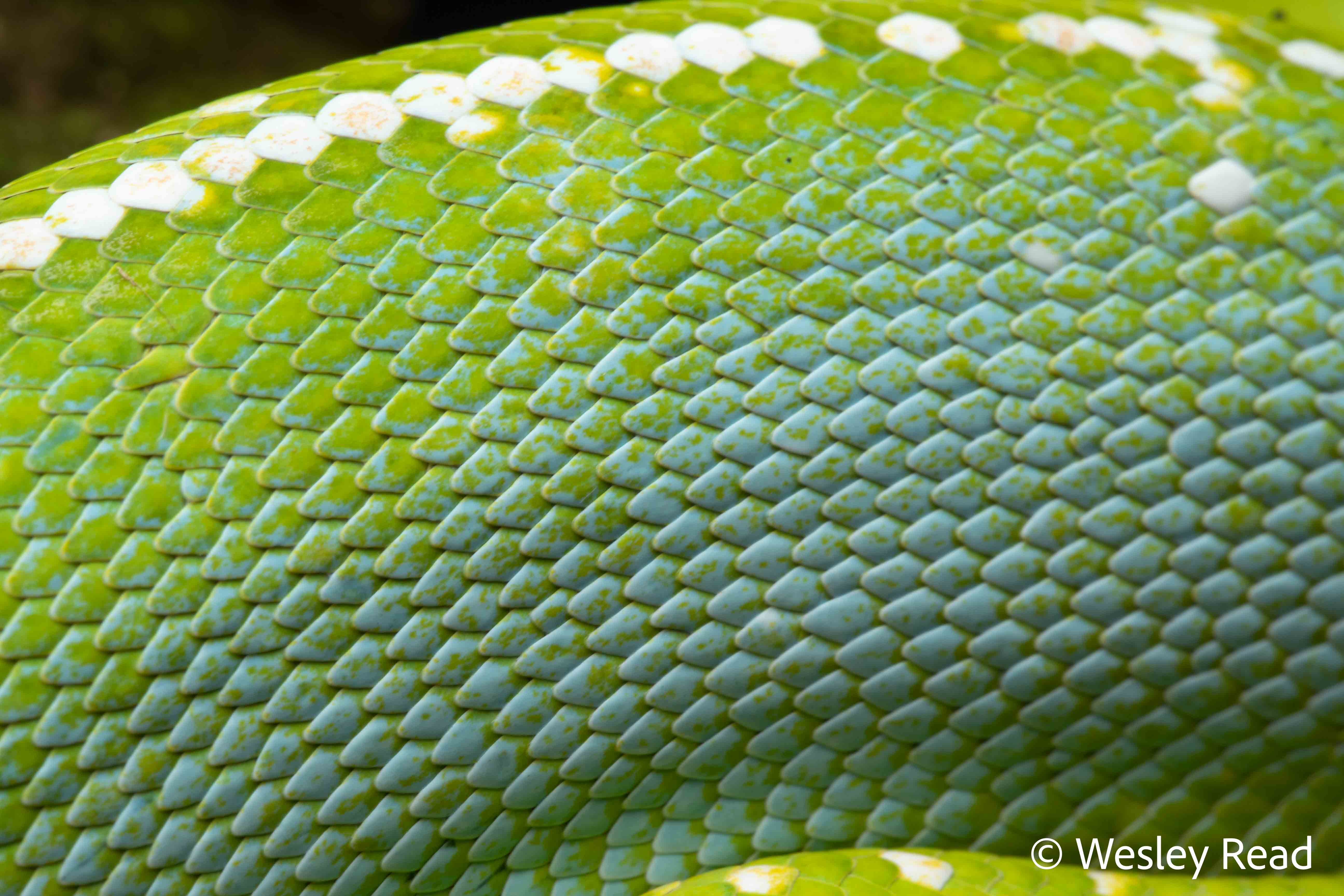 Morelia viridis